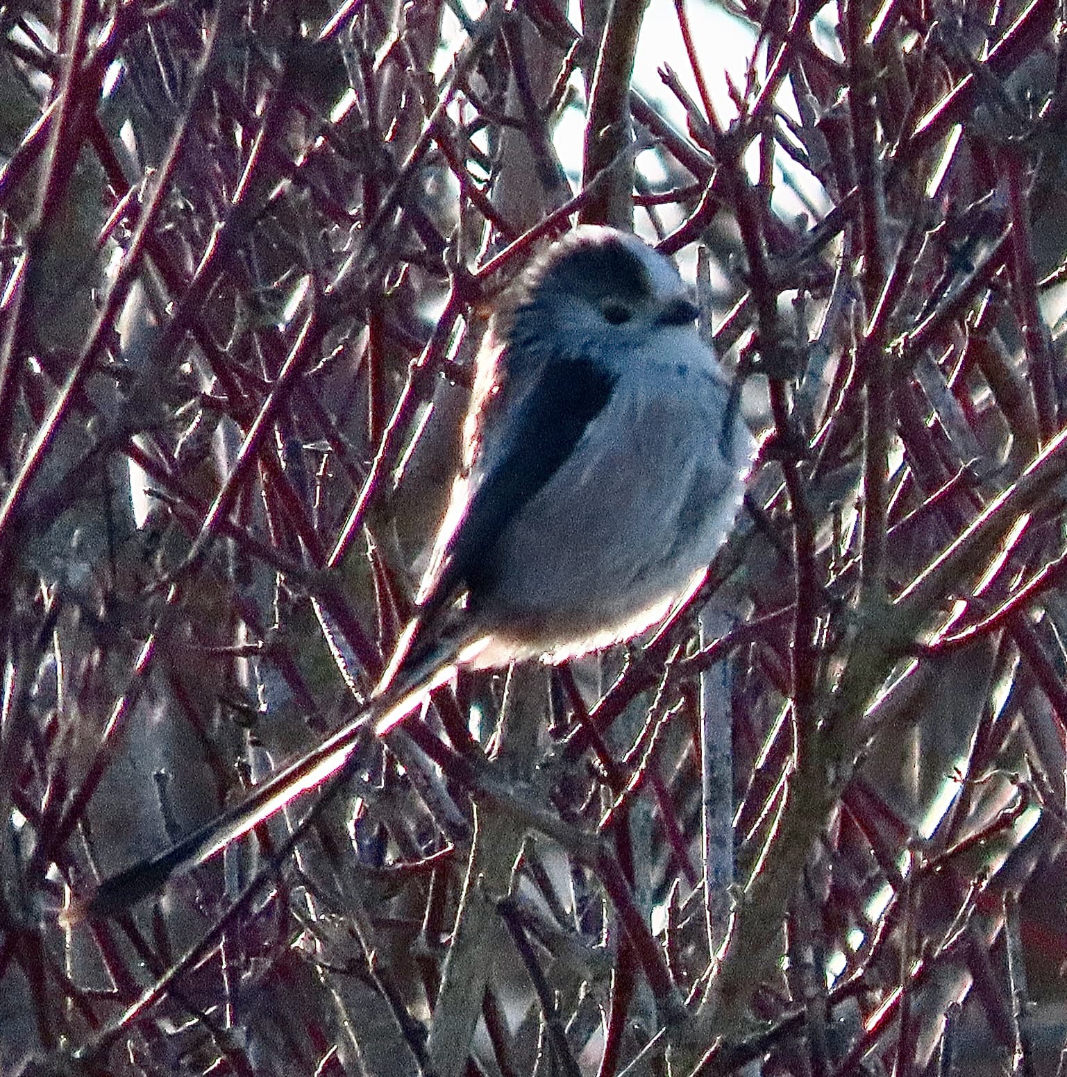 Long-tailed Tit