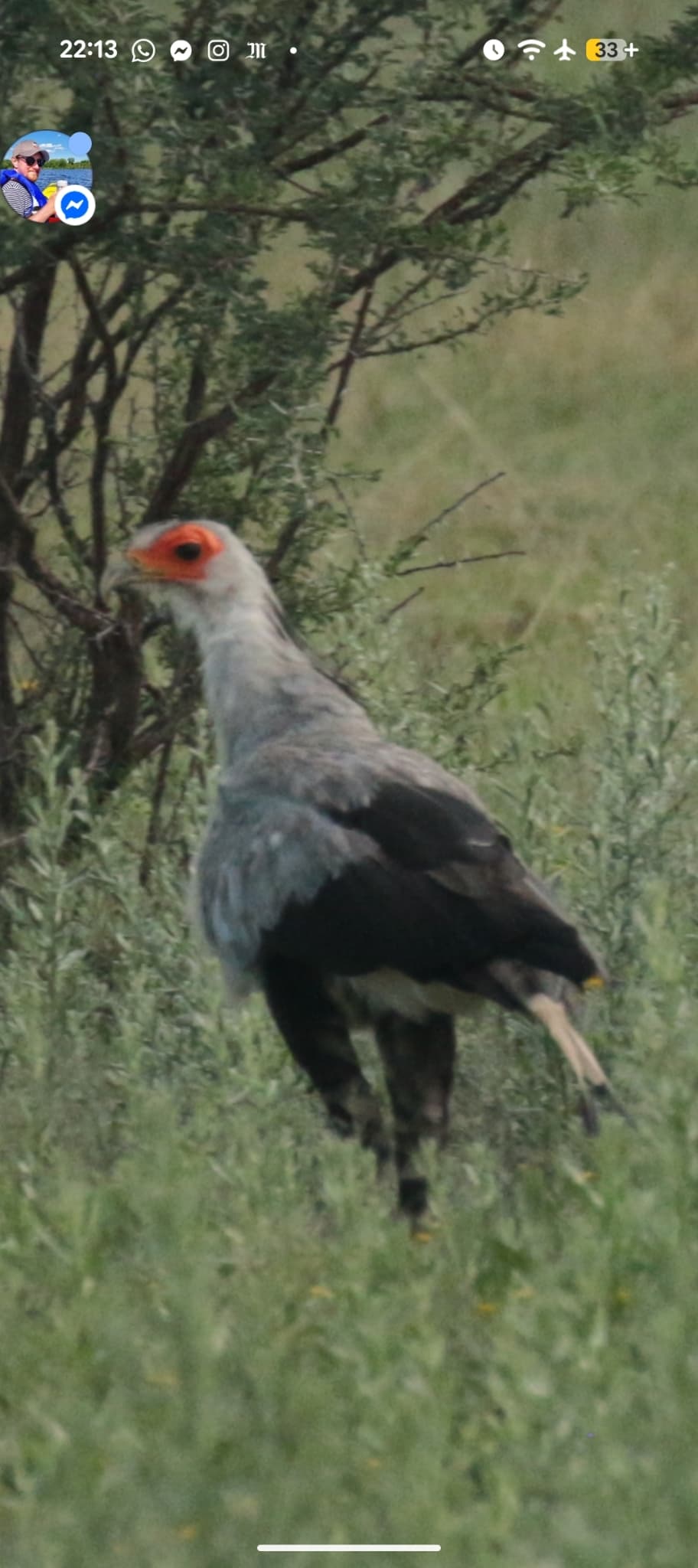 Secretarybird