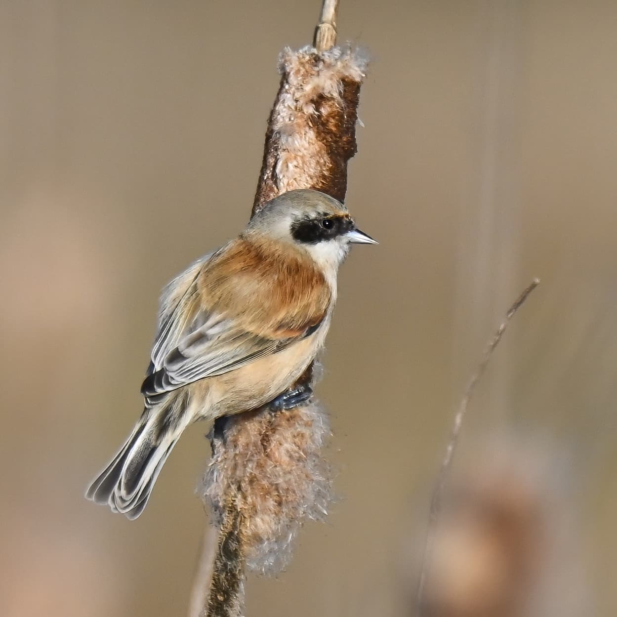 Penduline Tit