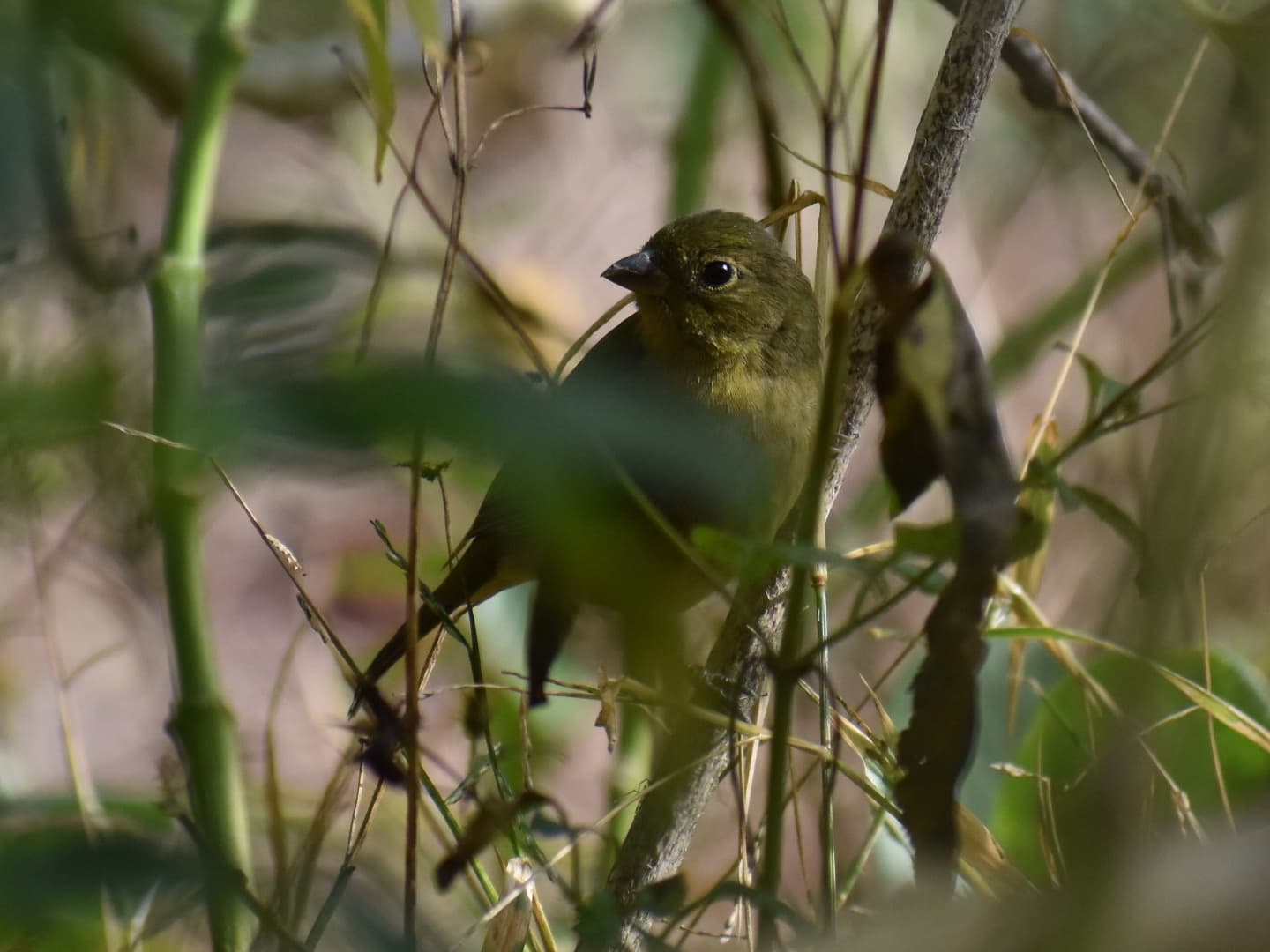 Painted Bunting
