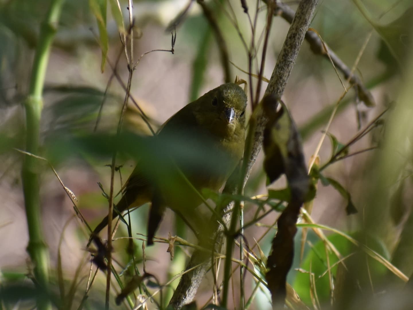 Painted Bunting