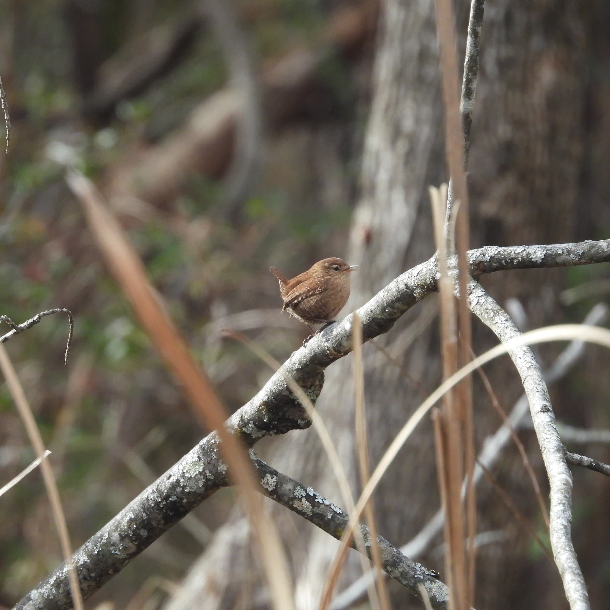 Winter Wren
