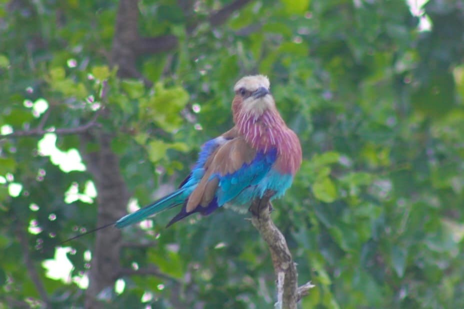 Lilac-breasted Roller