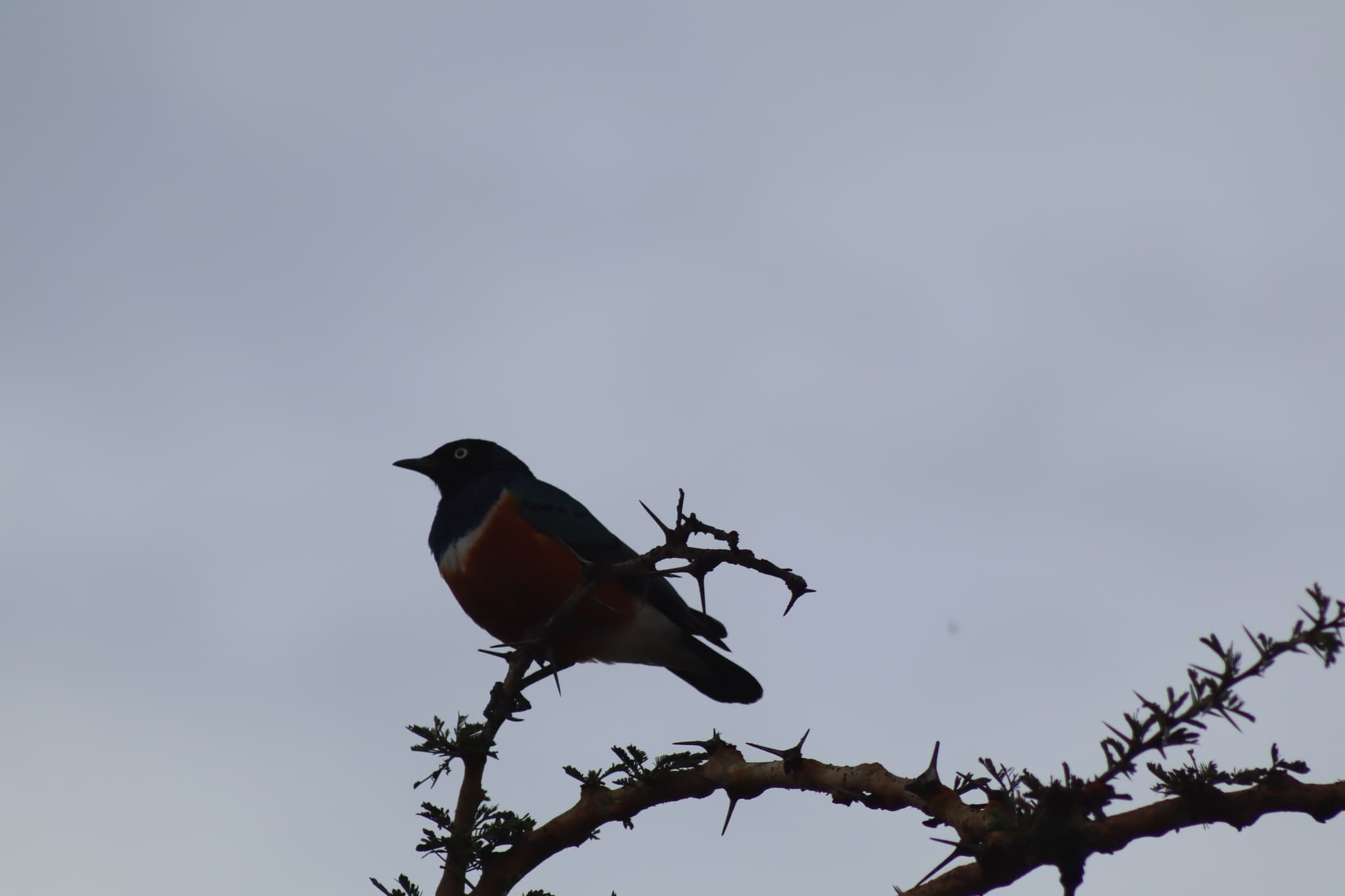 Superb Starling