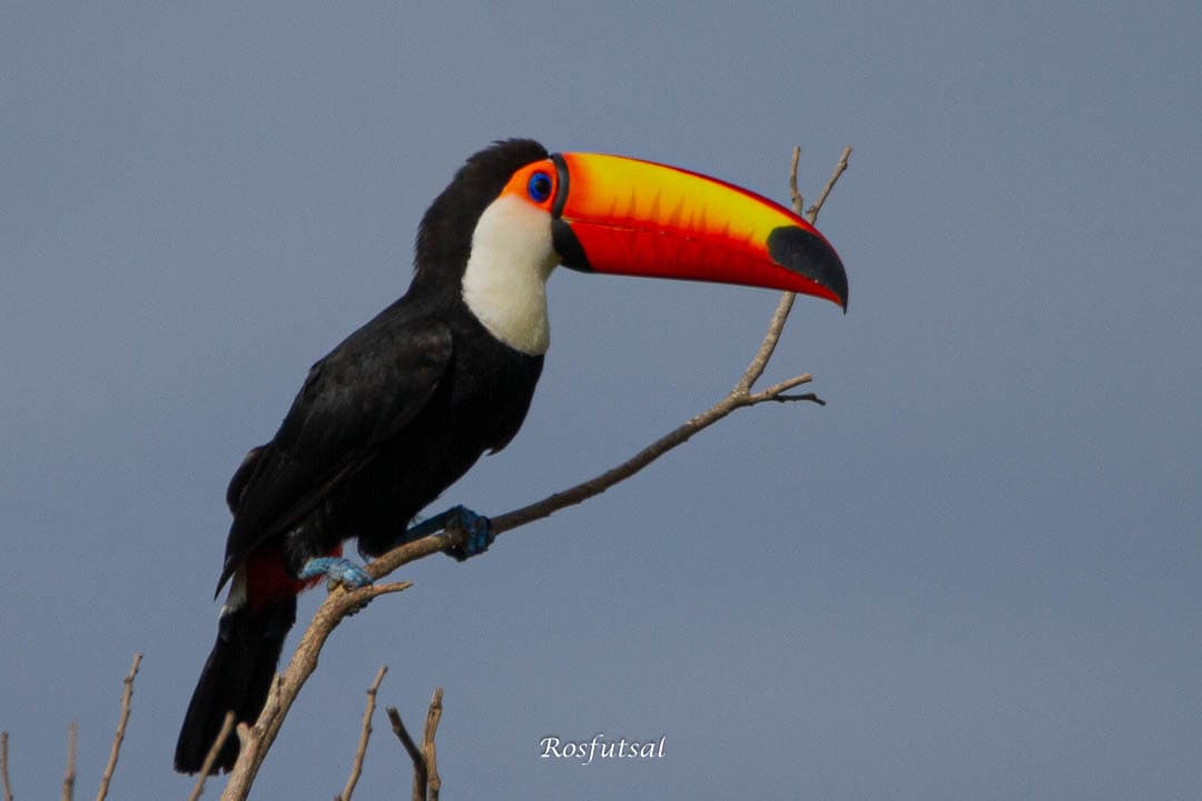 Toco Toucan