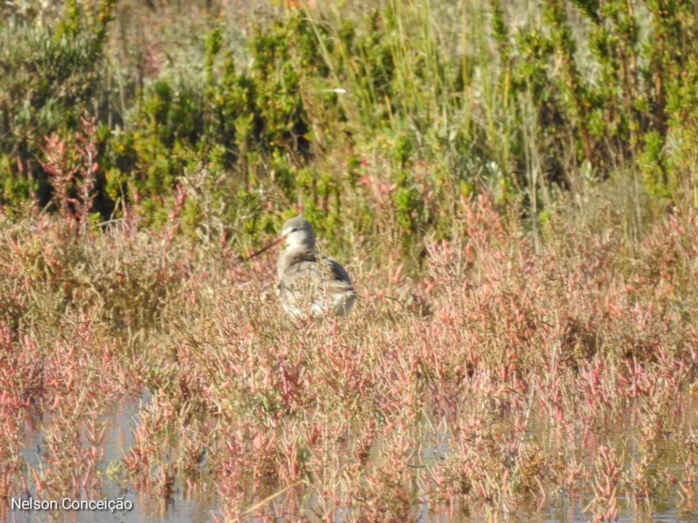 Spotted Redshank