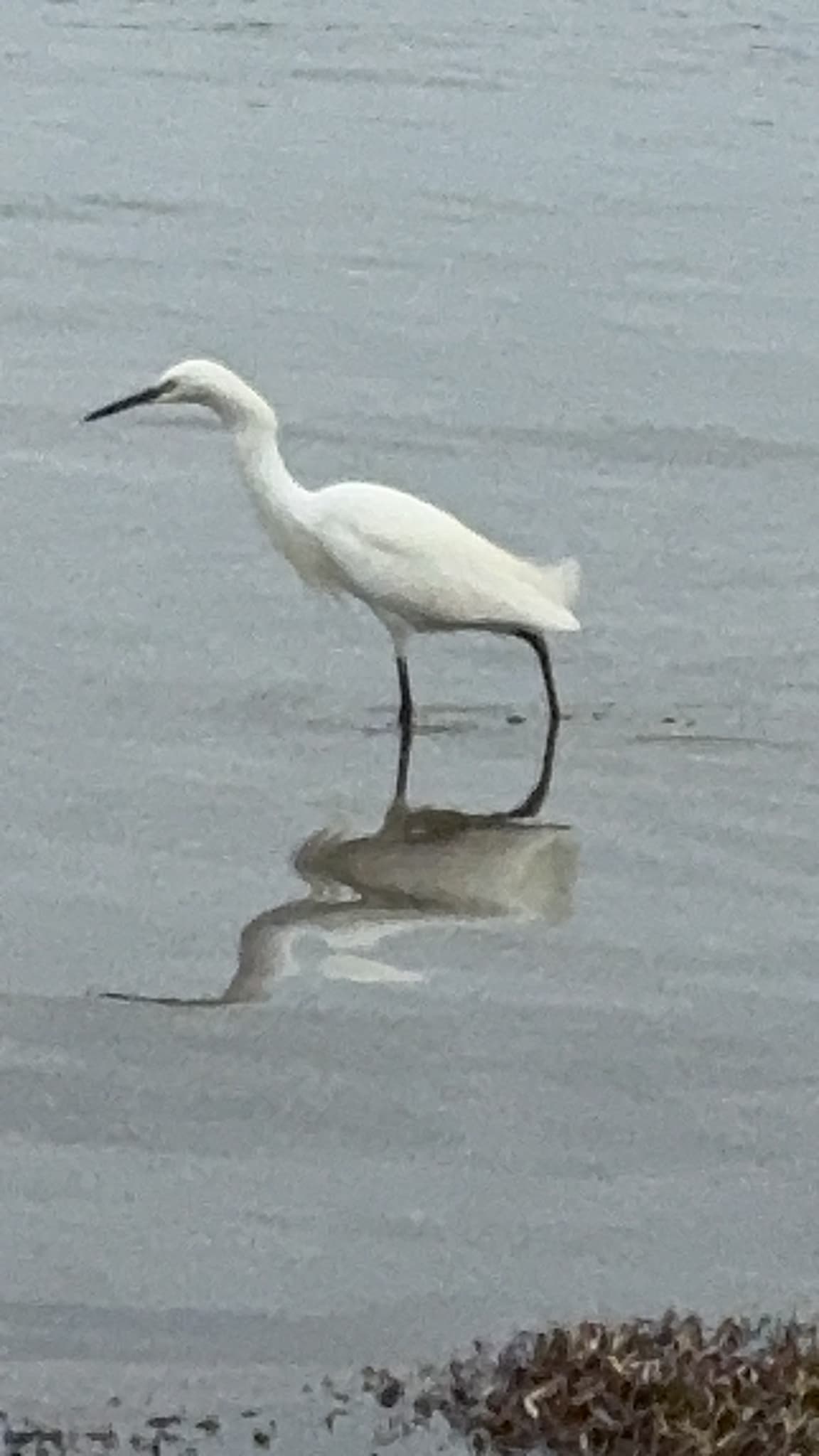 Snowy Egret