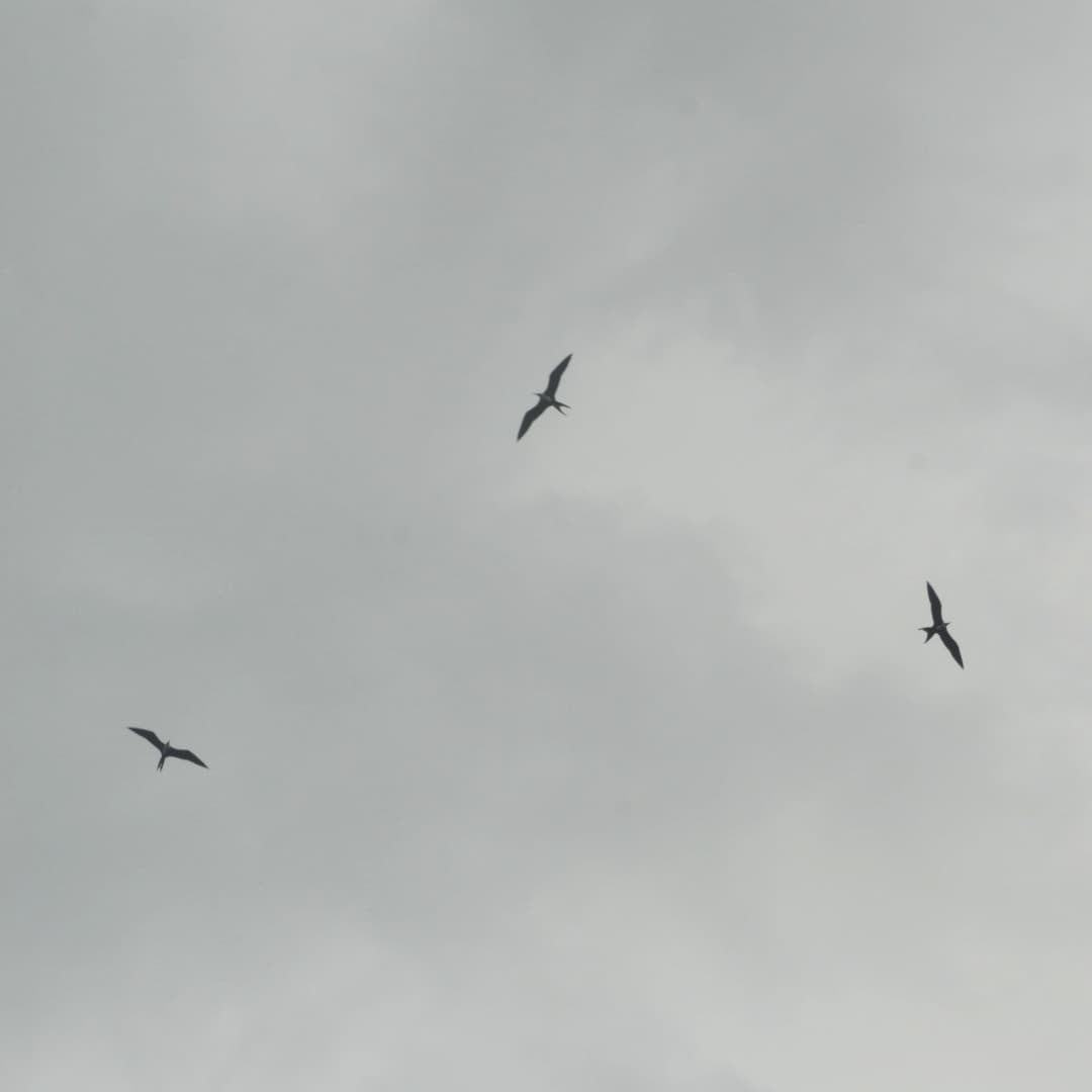 Magnificent Frigatebird