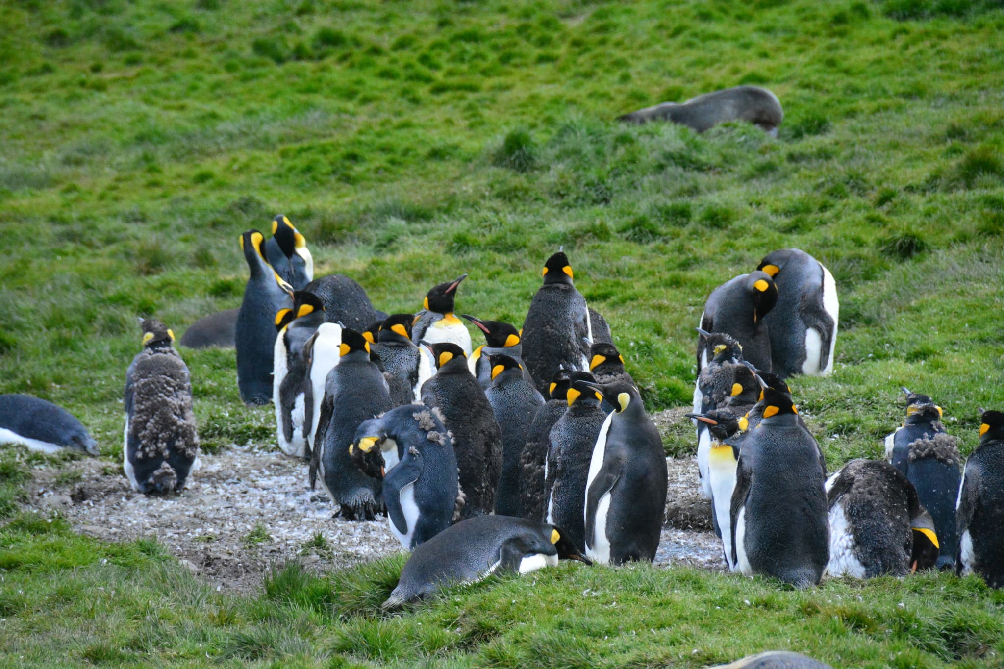 King Penguin