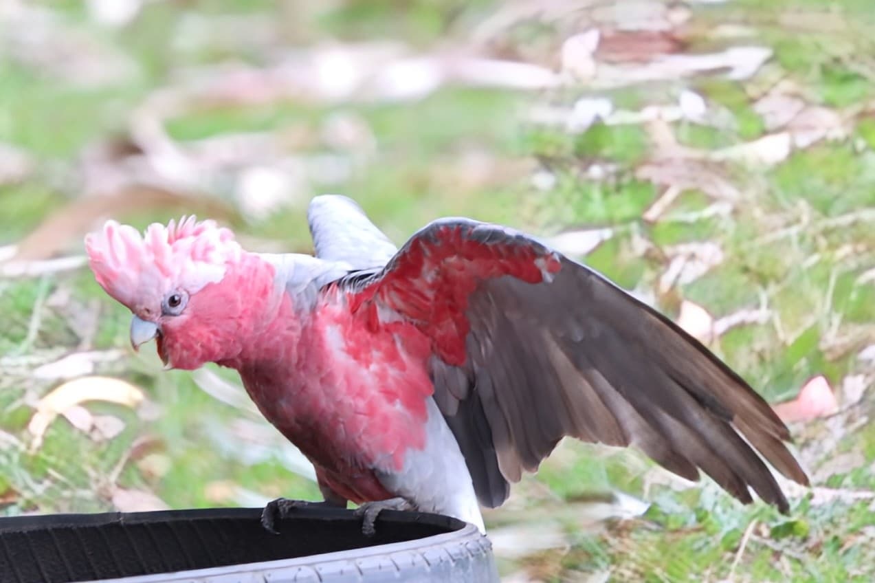 Galah