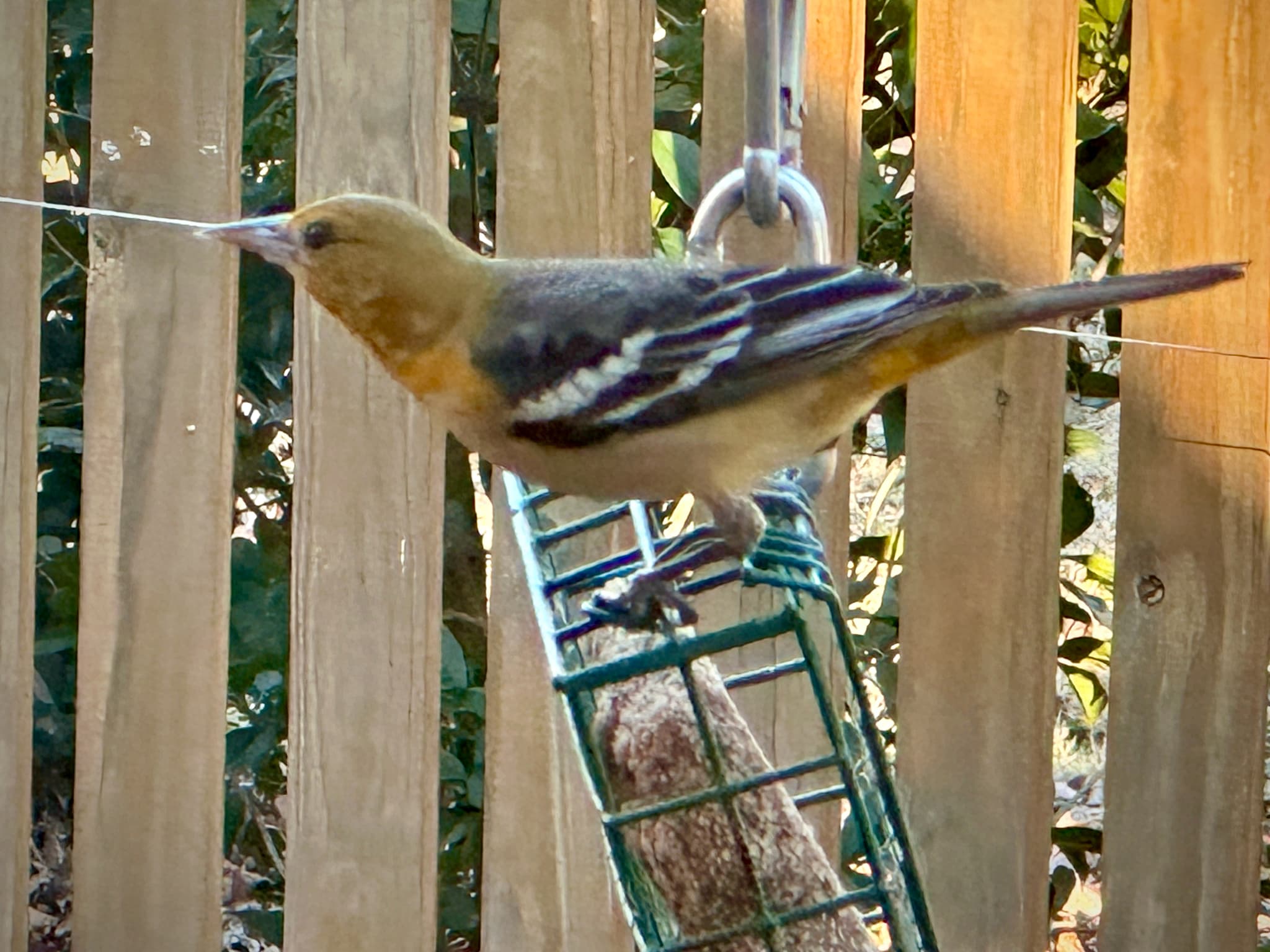 Baltimore Oriole
