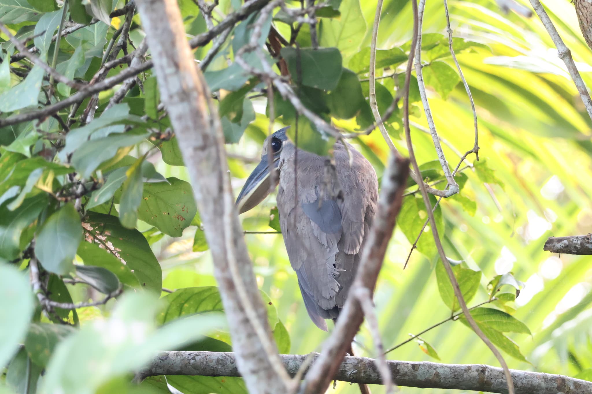 Boat-billed Heron