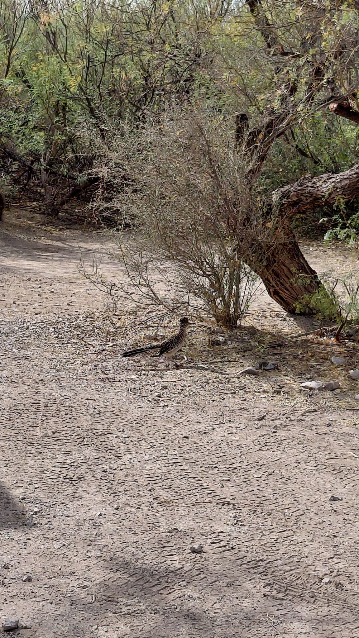 Roadrunner (Greater)