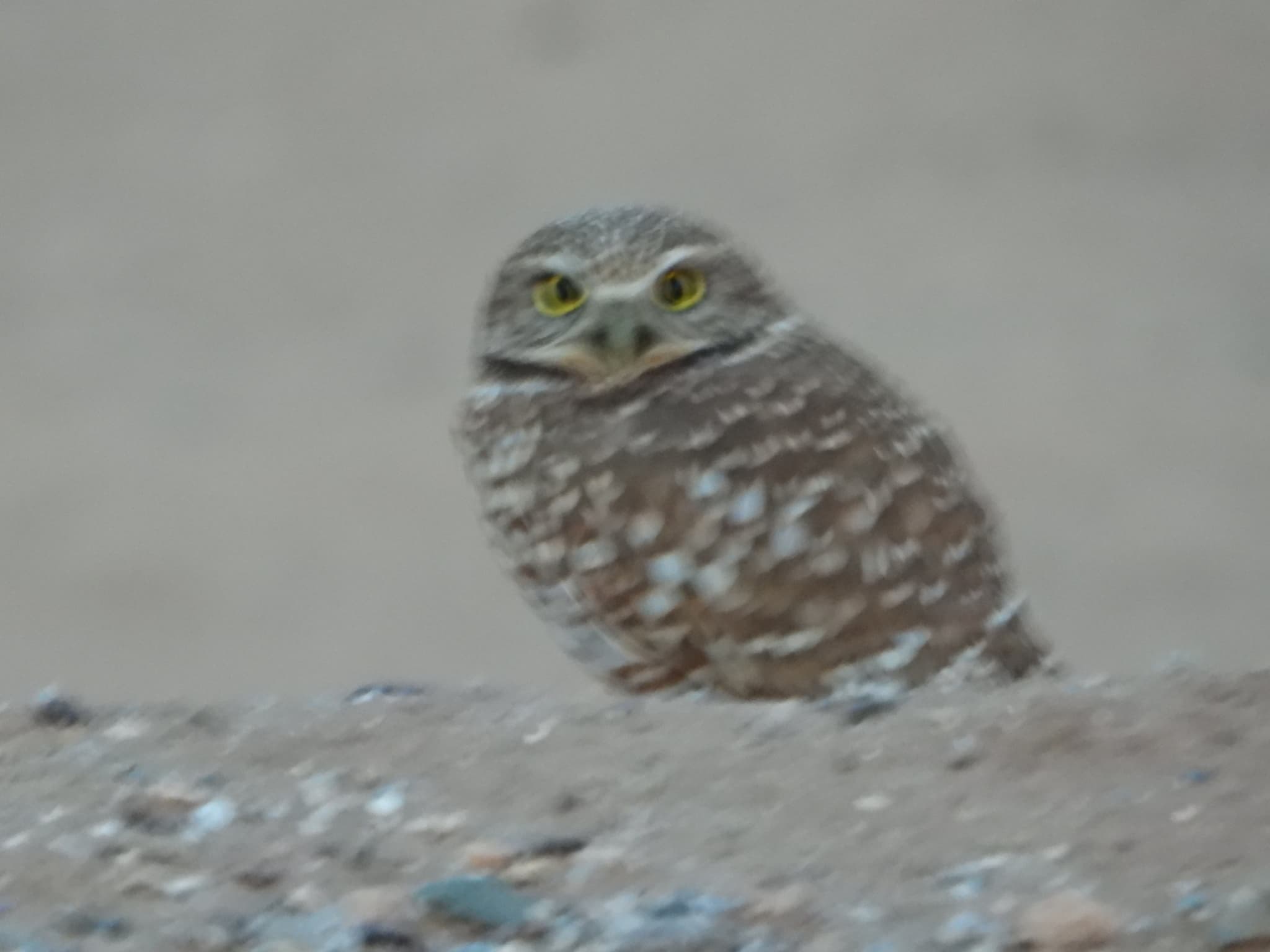 Burrowing Owl