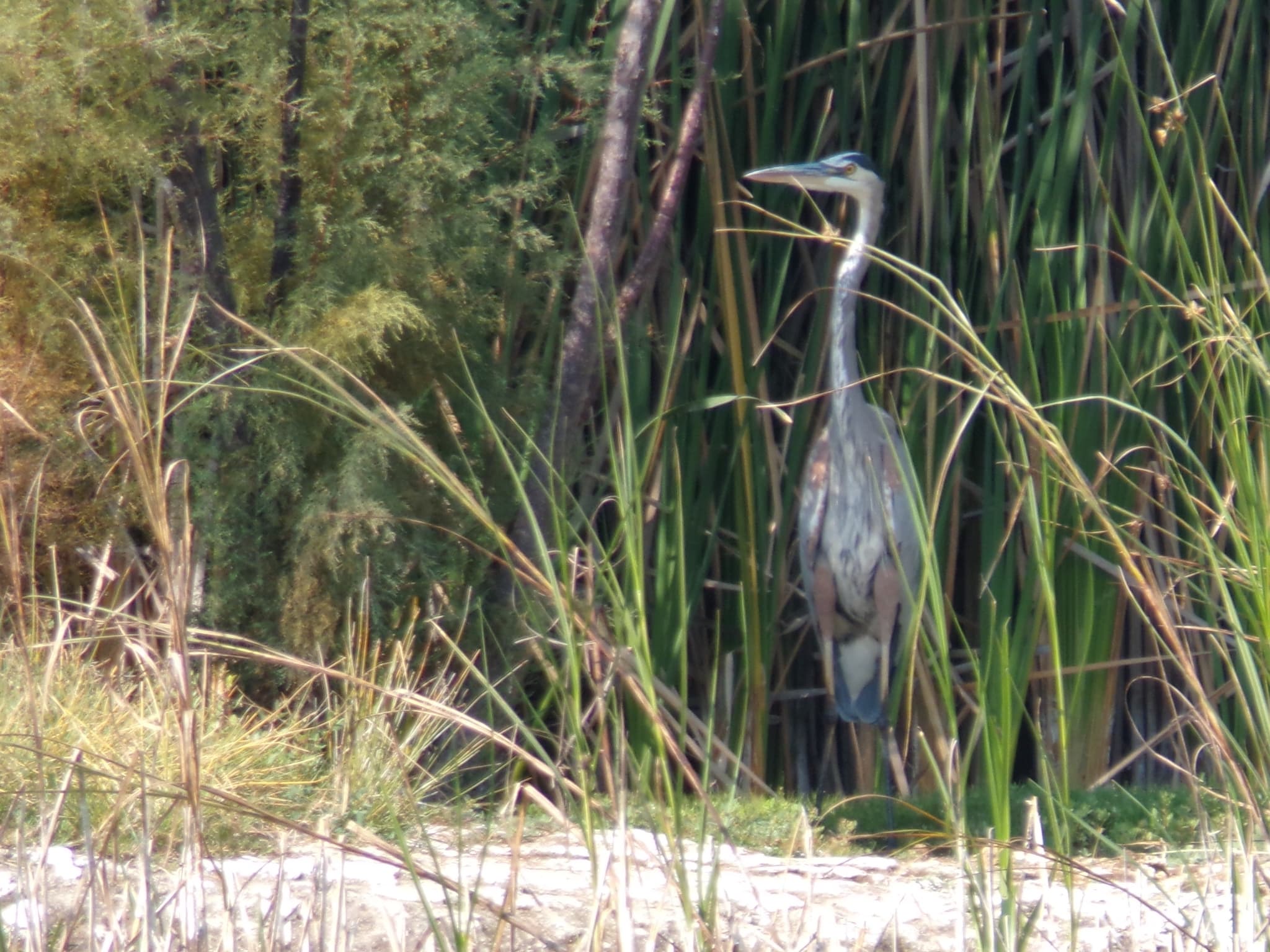 Great Blue Heron