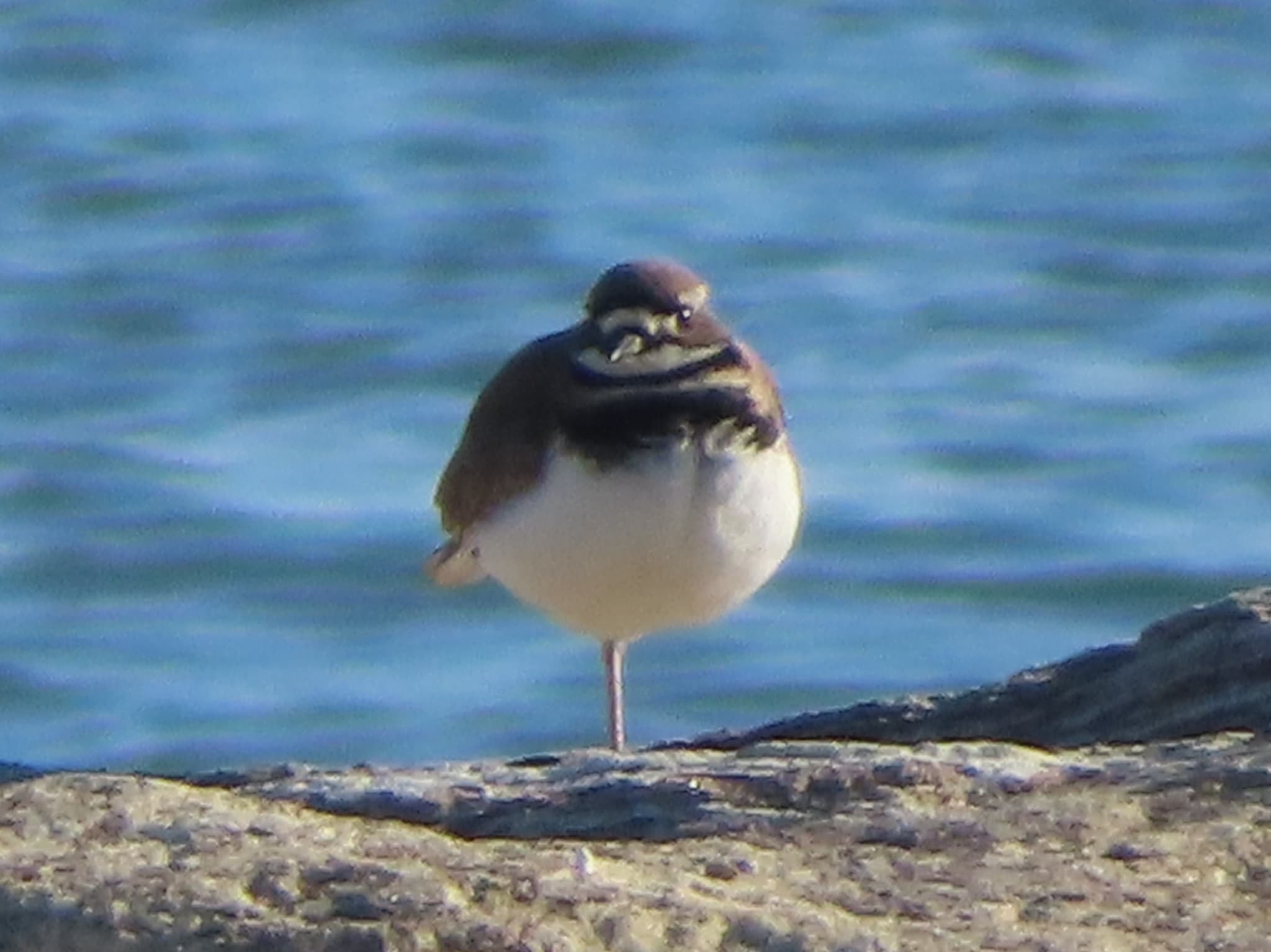 Killdeer
