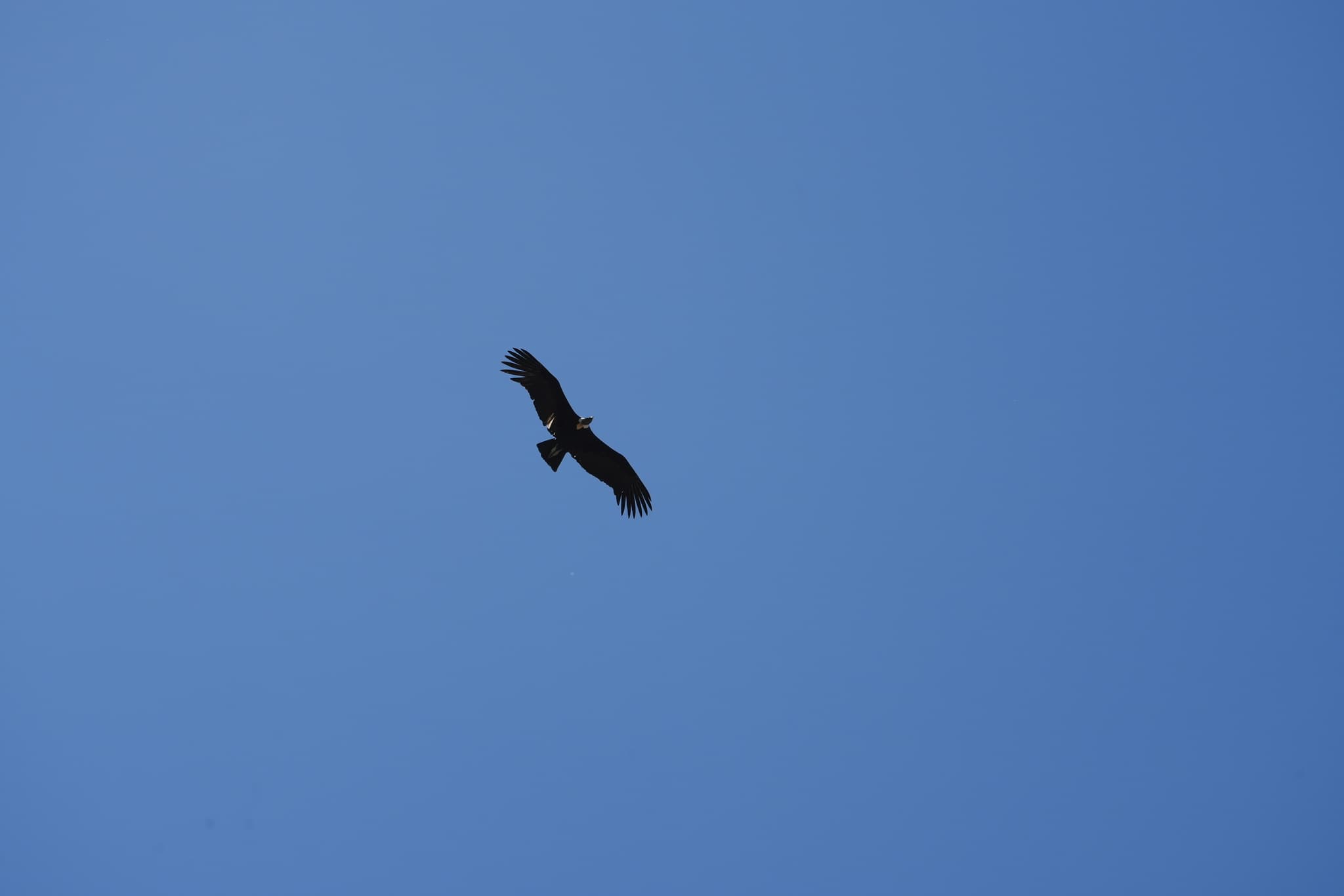 Andean Condor