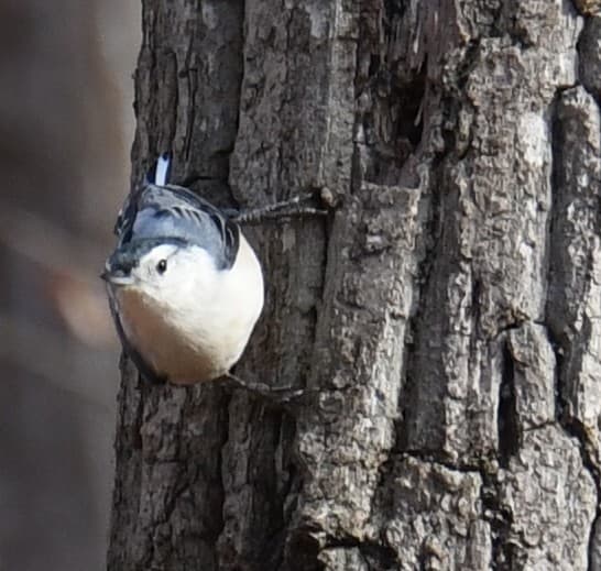 White-breasted Nuthatch