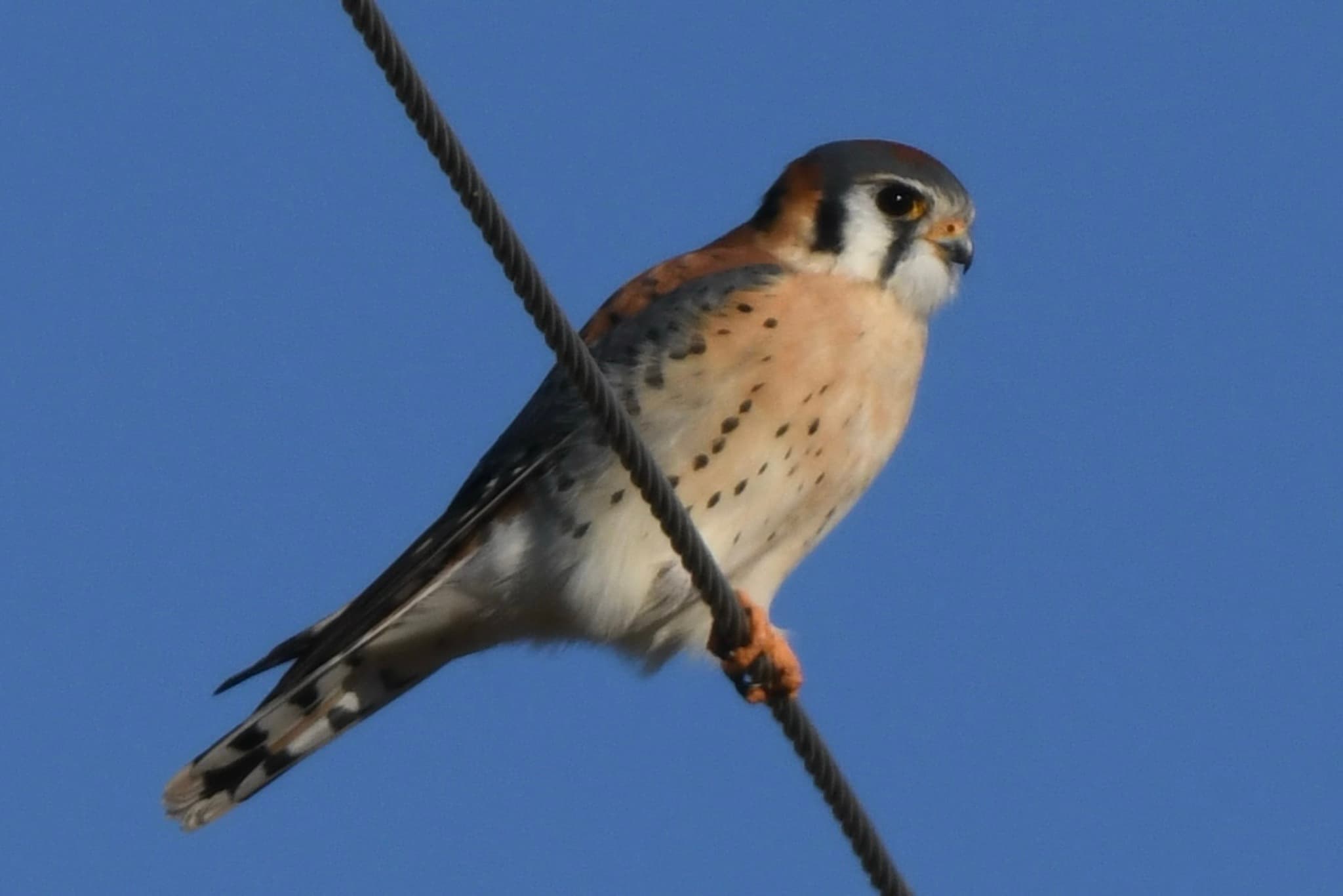 American Kestrel