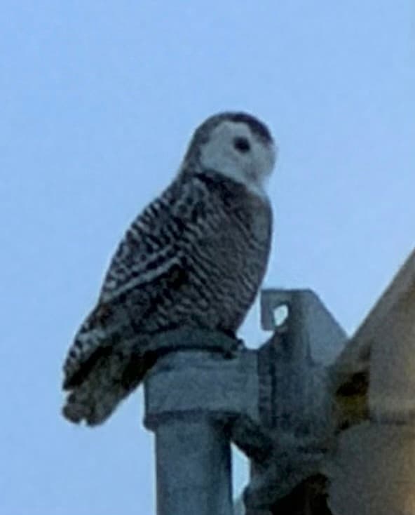 Snowy Owl