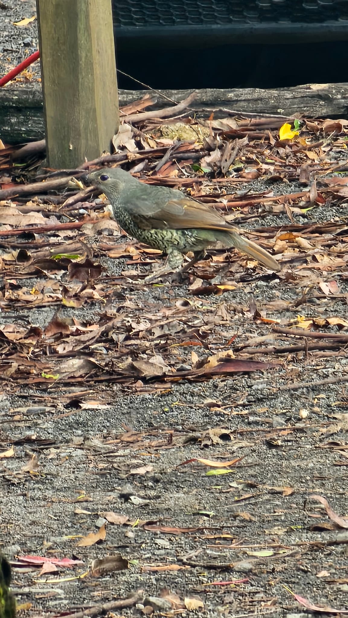 Satin Bowerbird