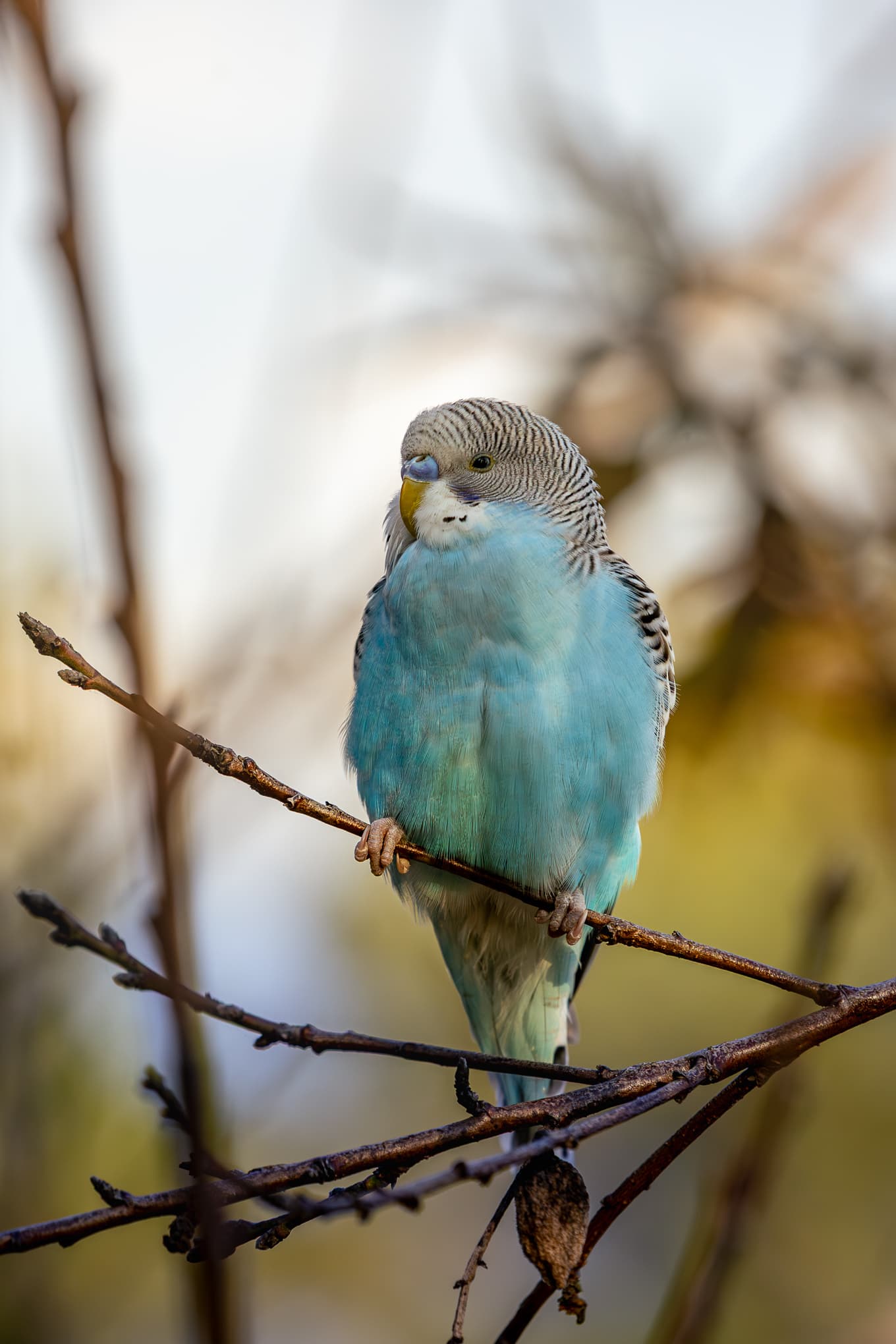 Budgerigar