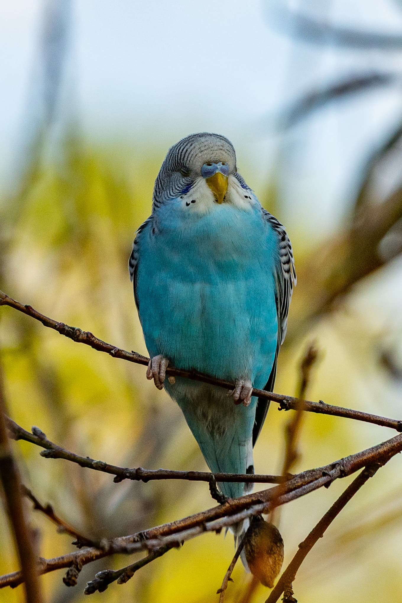 Budgerigar