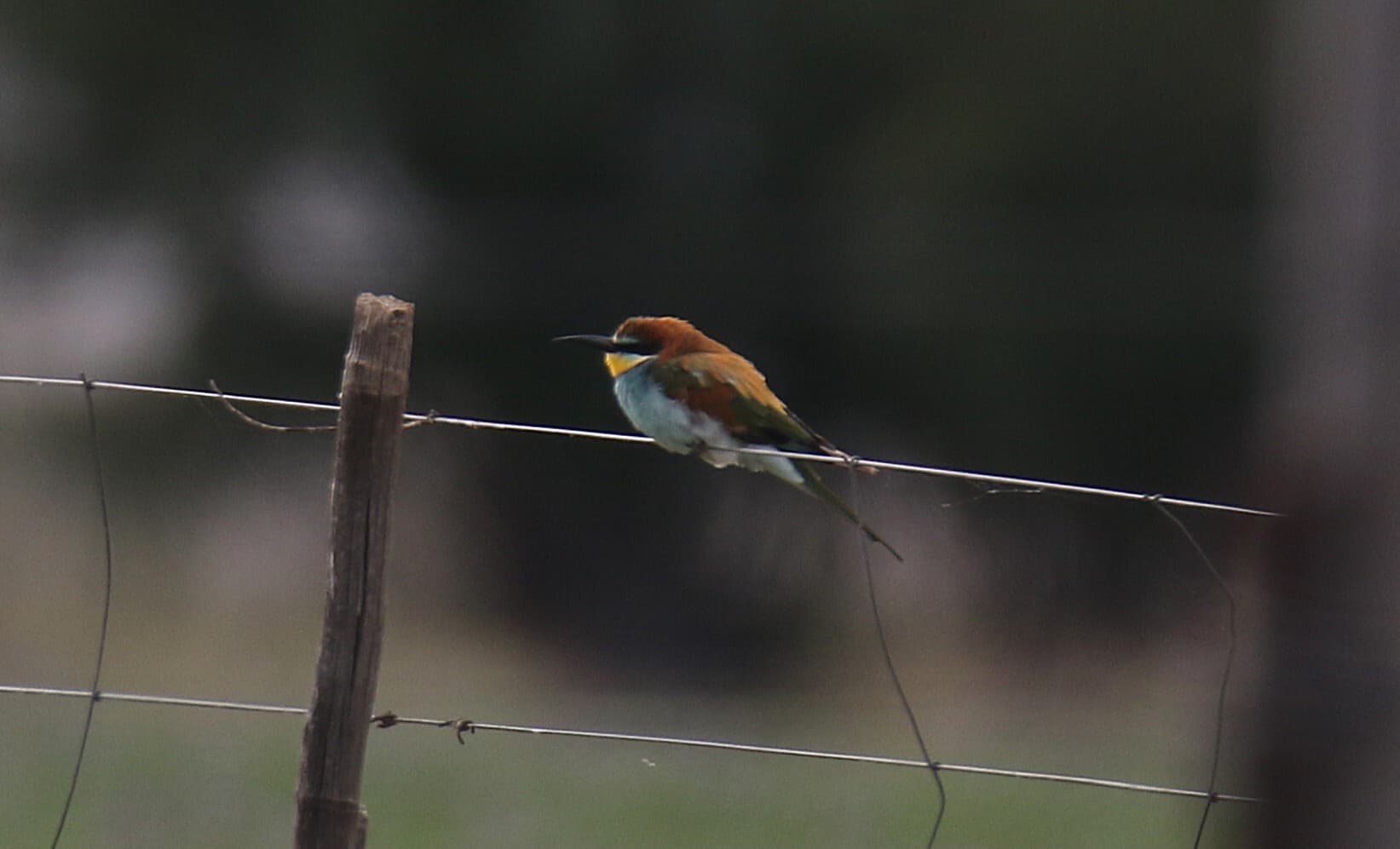 European Bee-eater