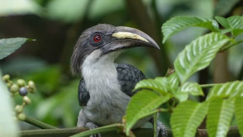 Sri Lanka Grey Hornbill
