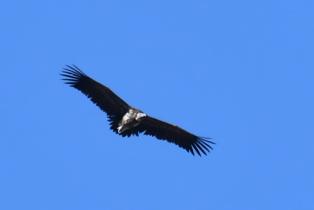Lappet-faced Vulture