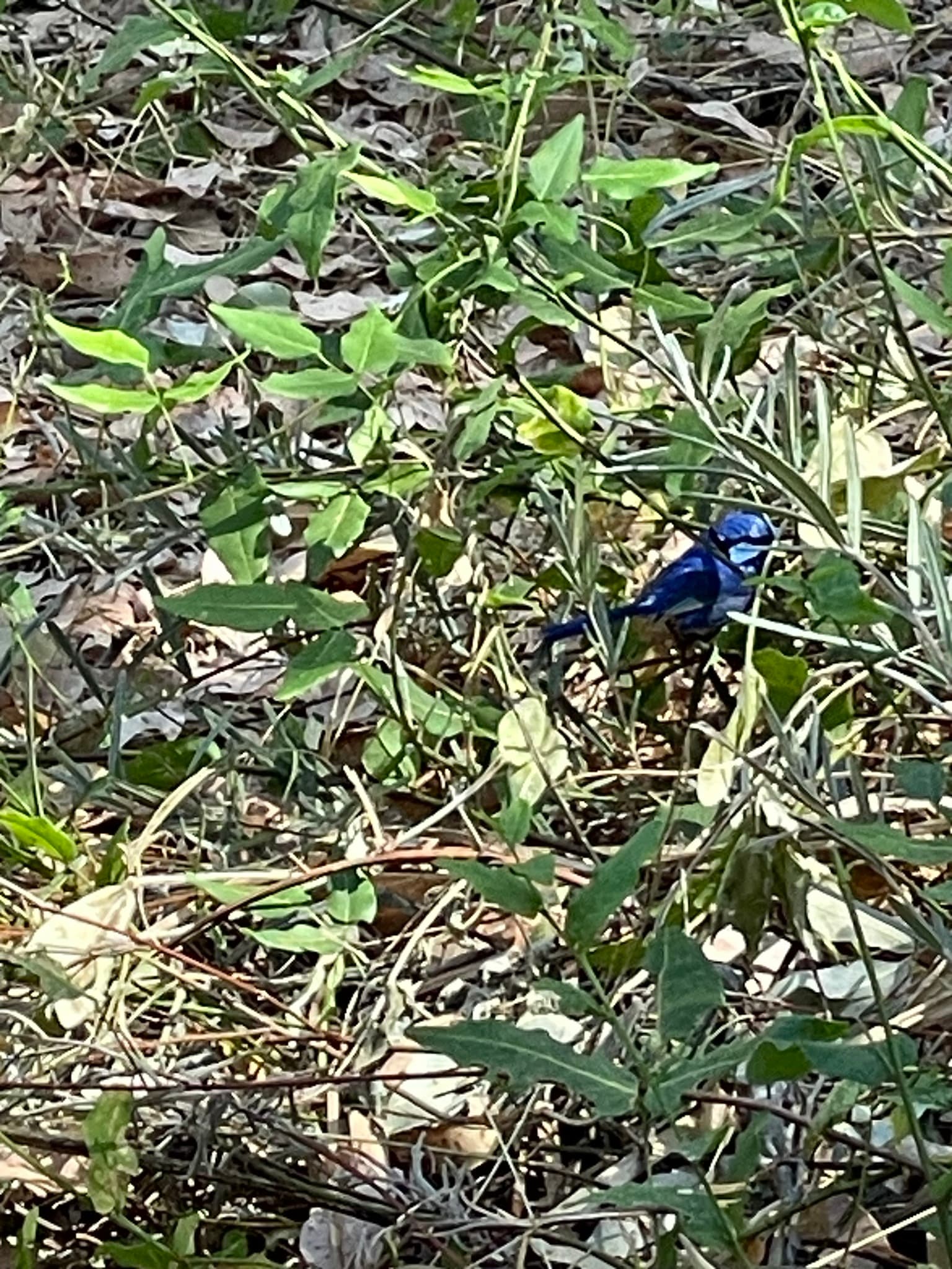 Splendid Fairywren
