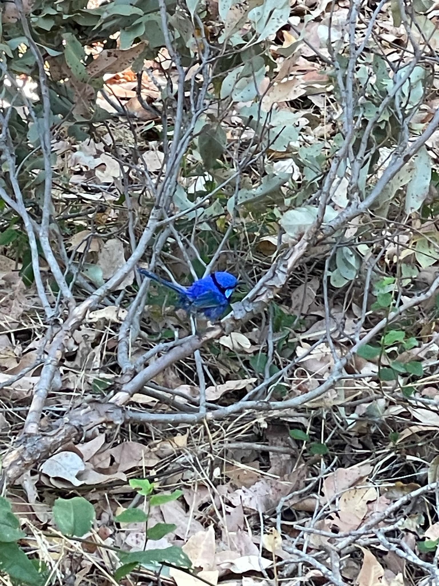Splendid Fairywren