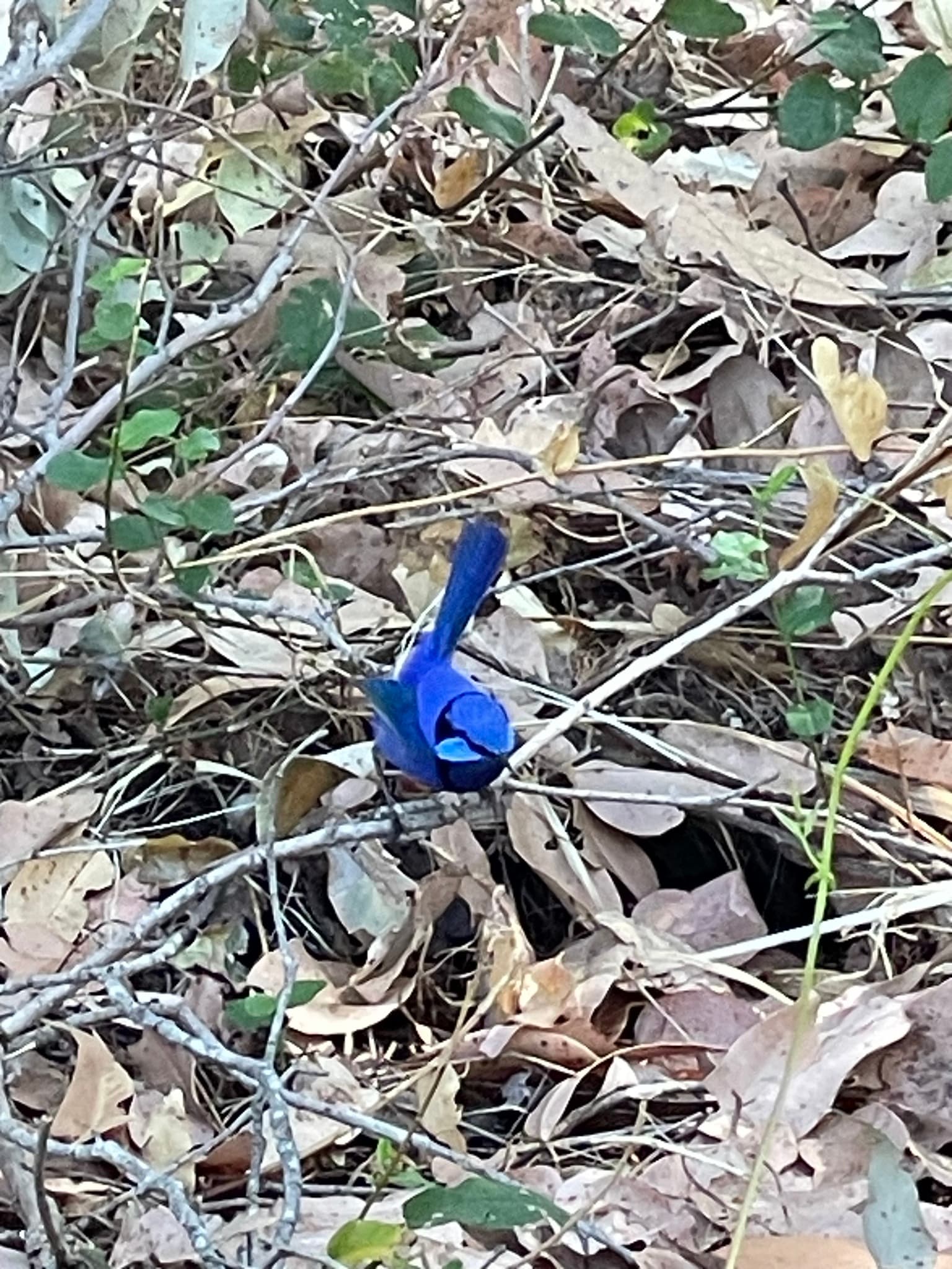 Splendid Fairywren