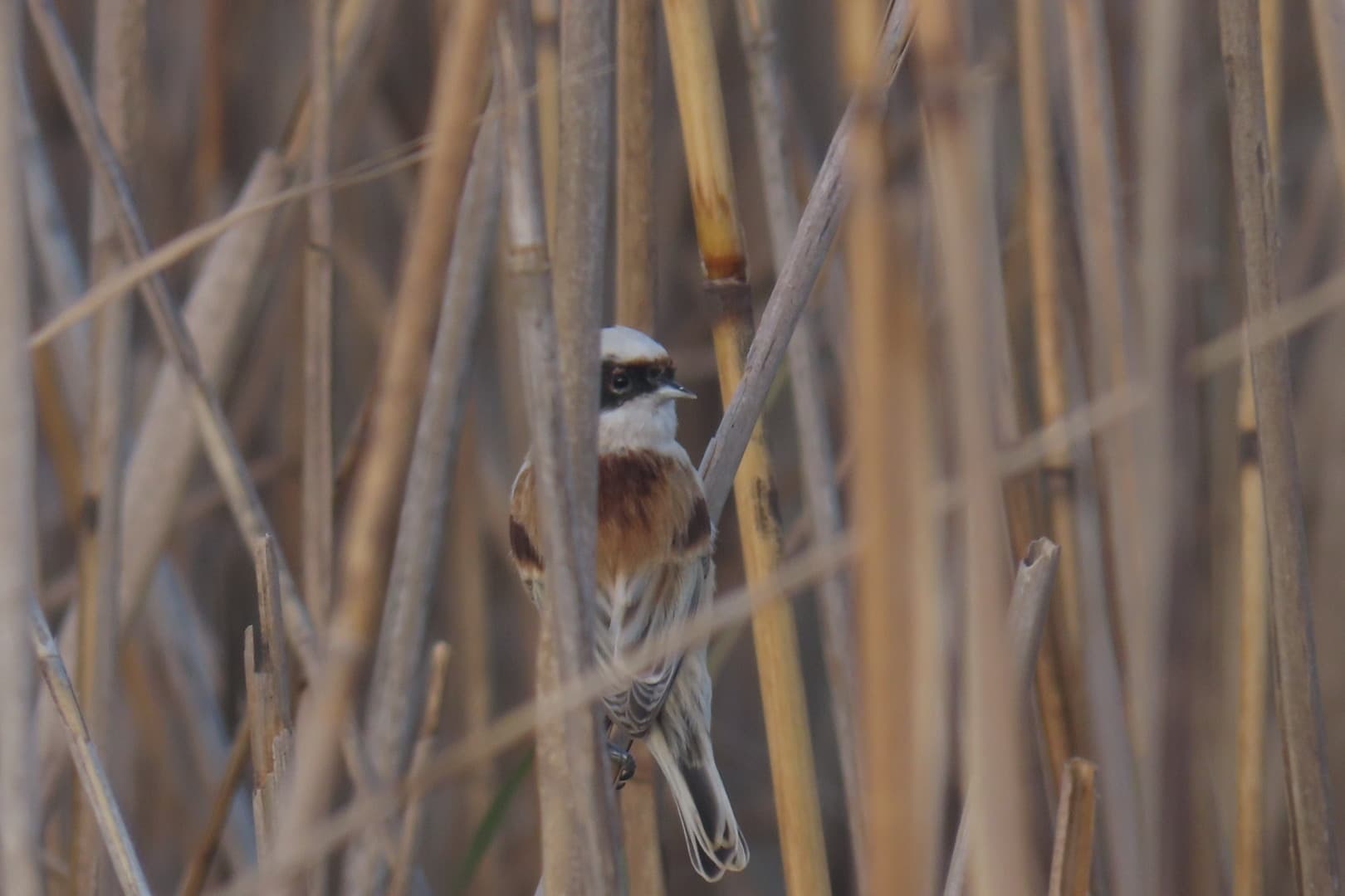 Penduline Tit