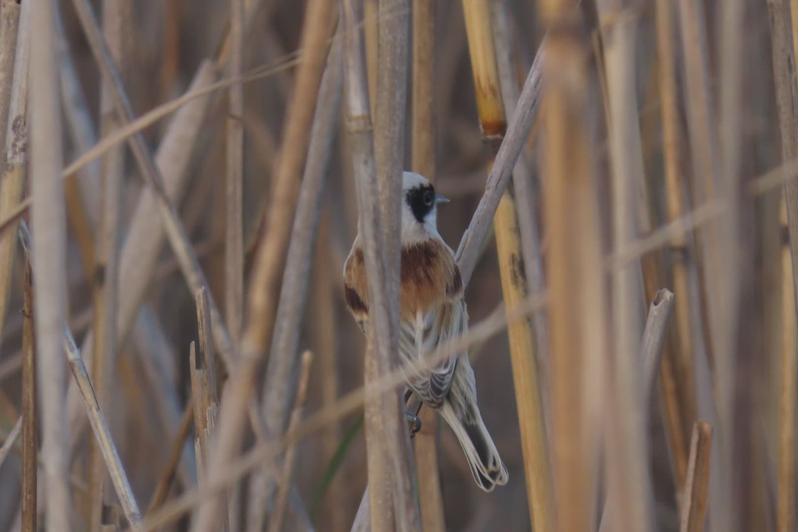 Penduline Tit