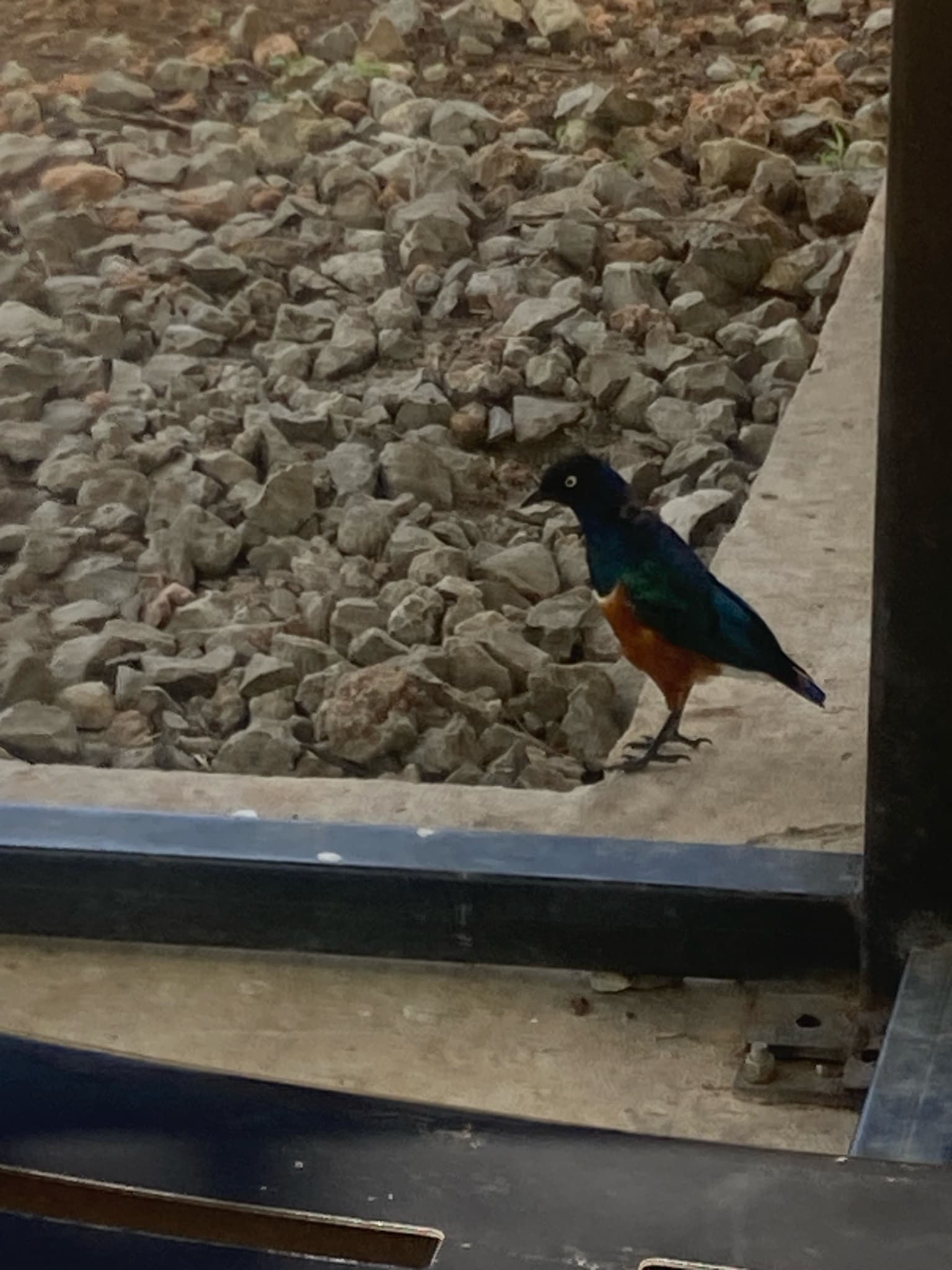 Superb Starling