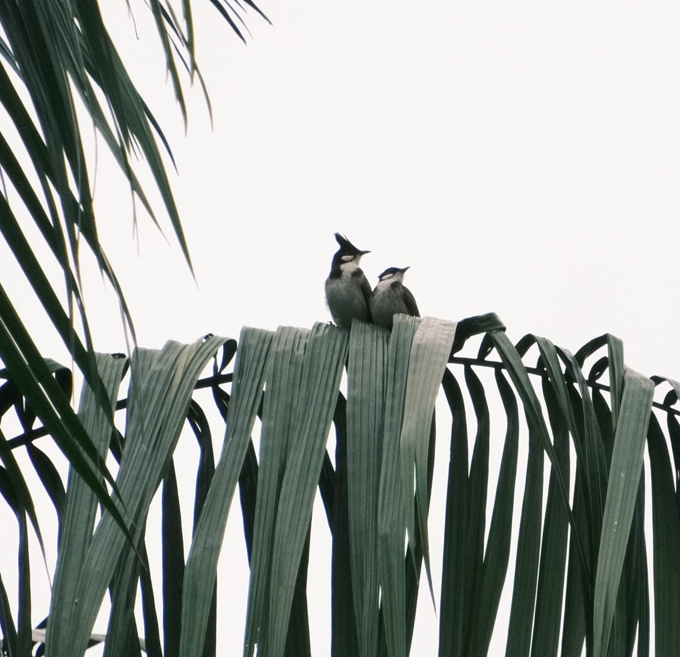 Red-whiskered Bulbul