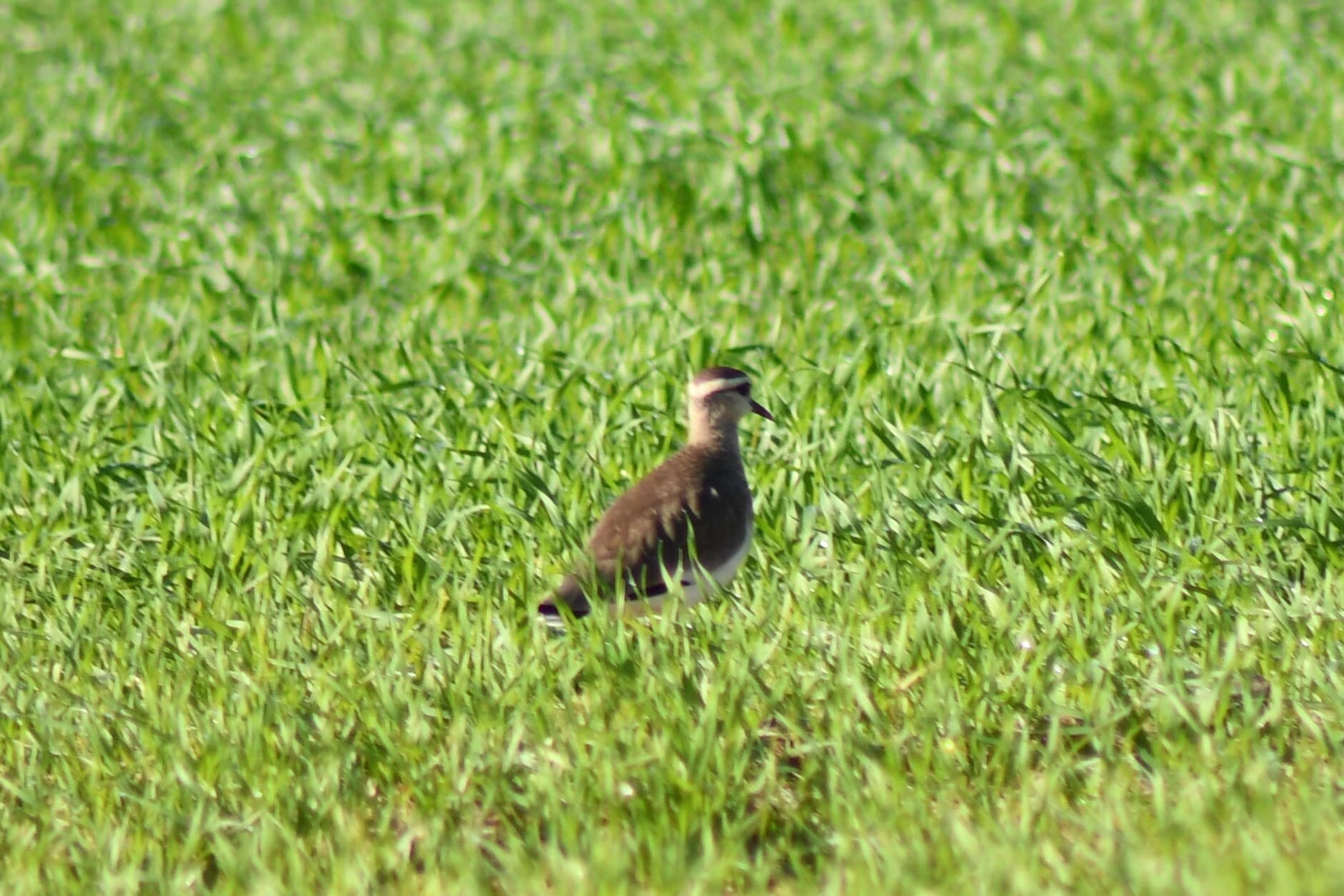 Sociable Lapwing