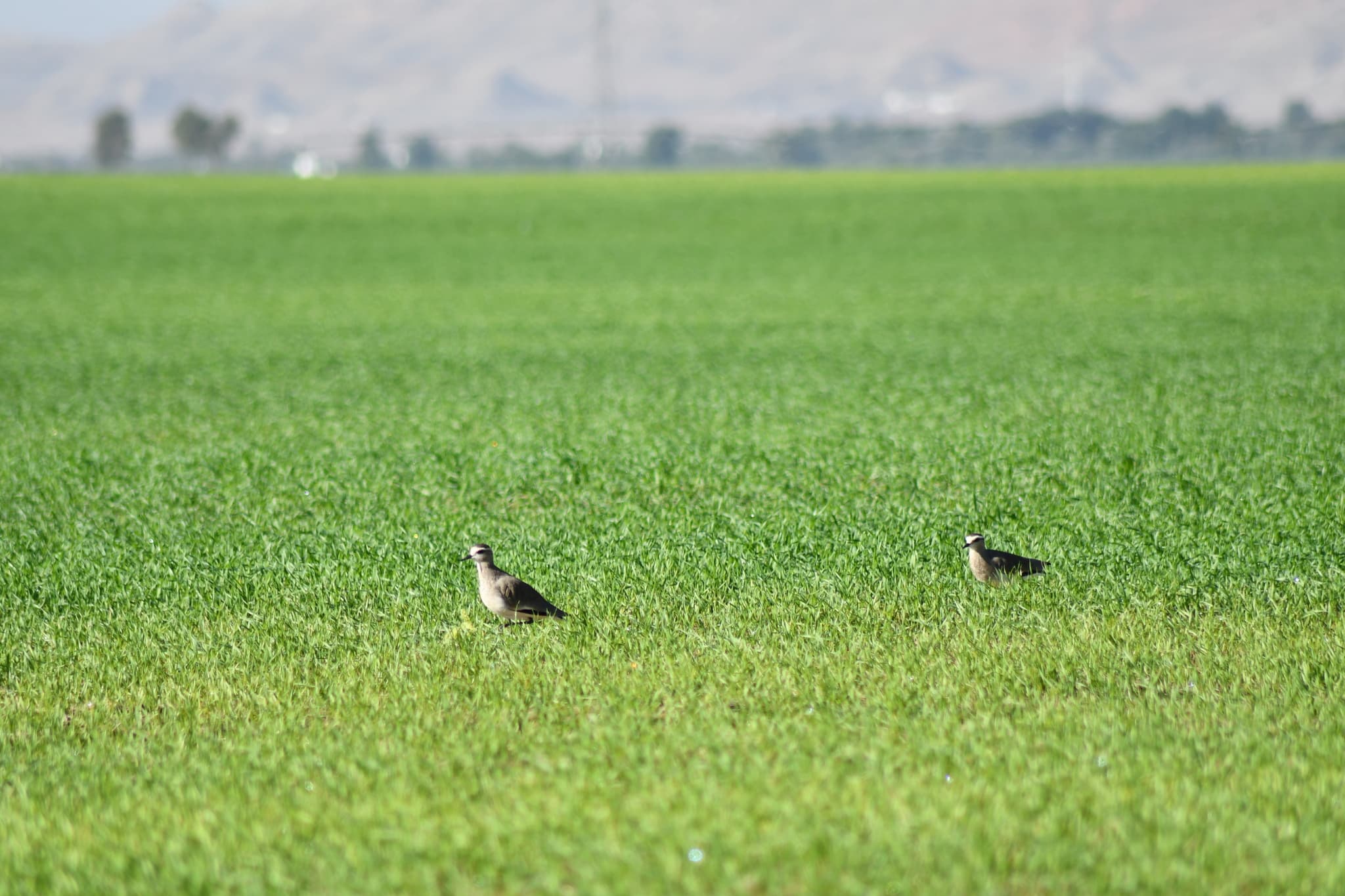 Sociable Lapwing