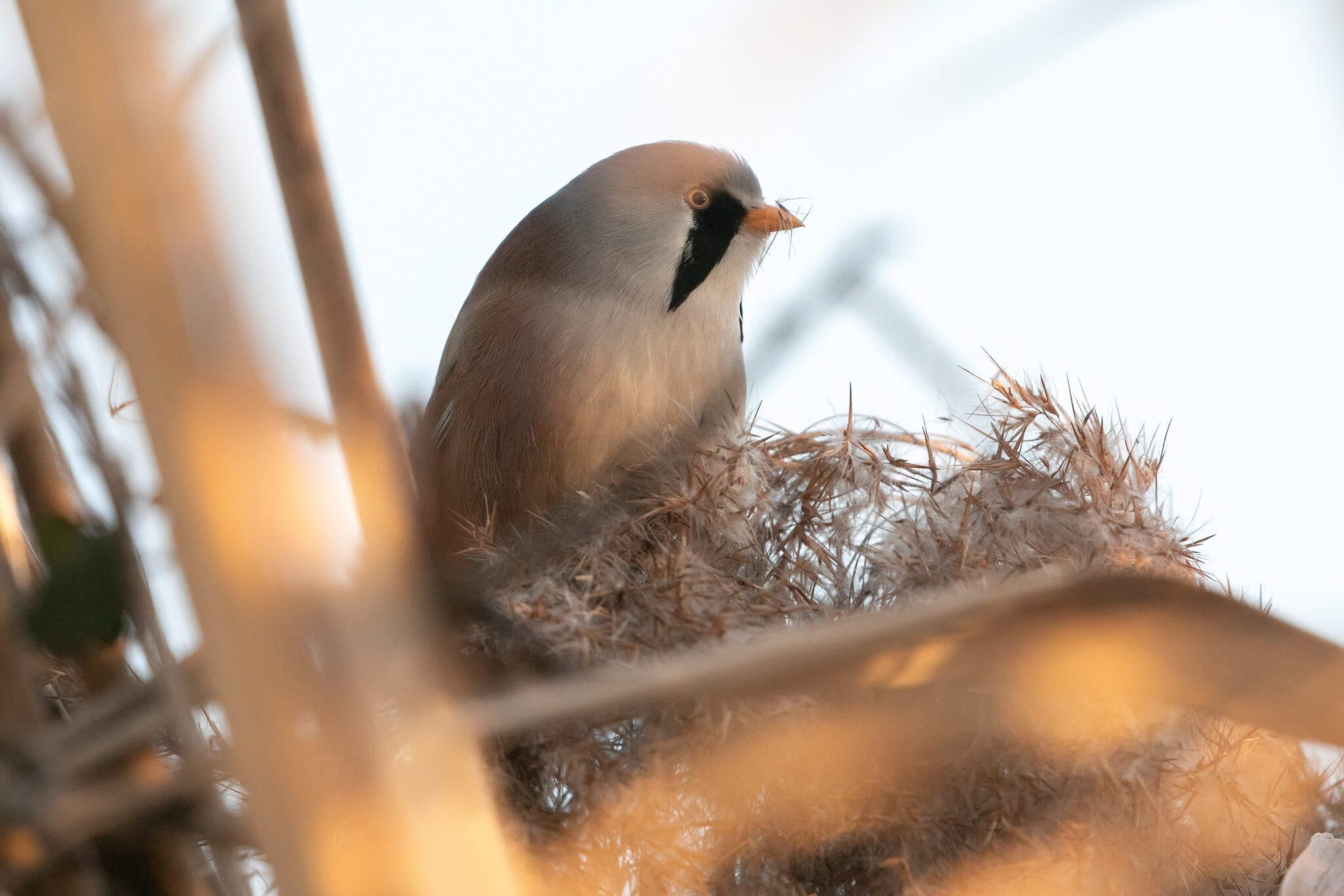Bearded Reedling