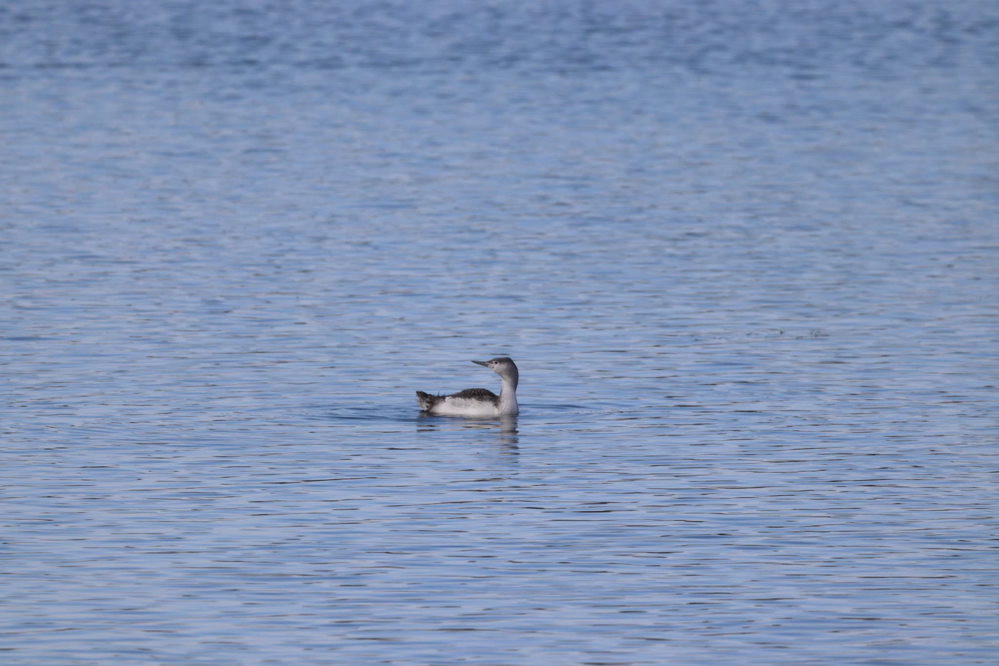 Red-throated Loon