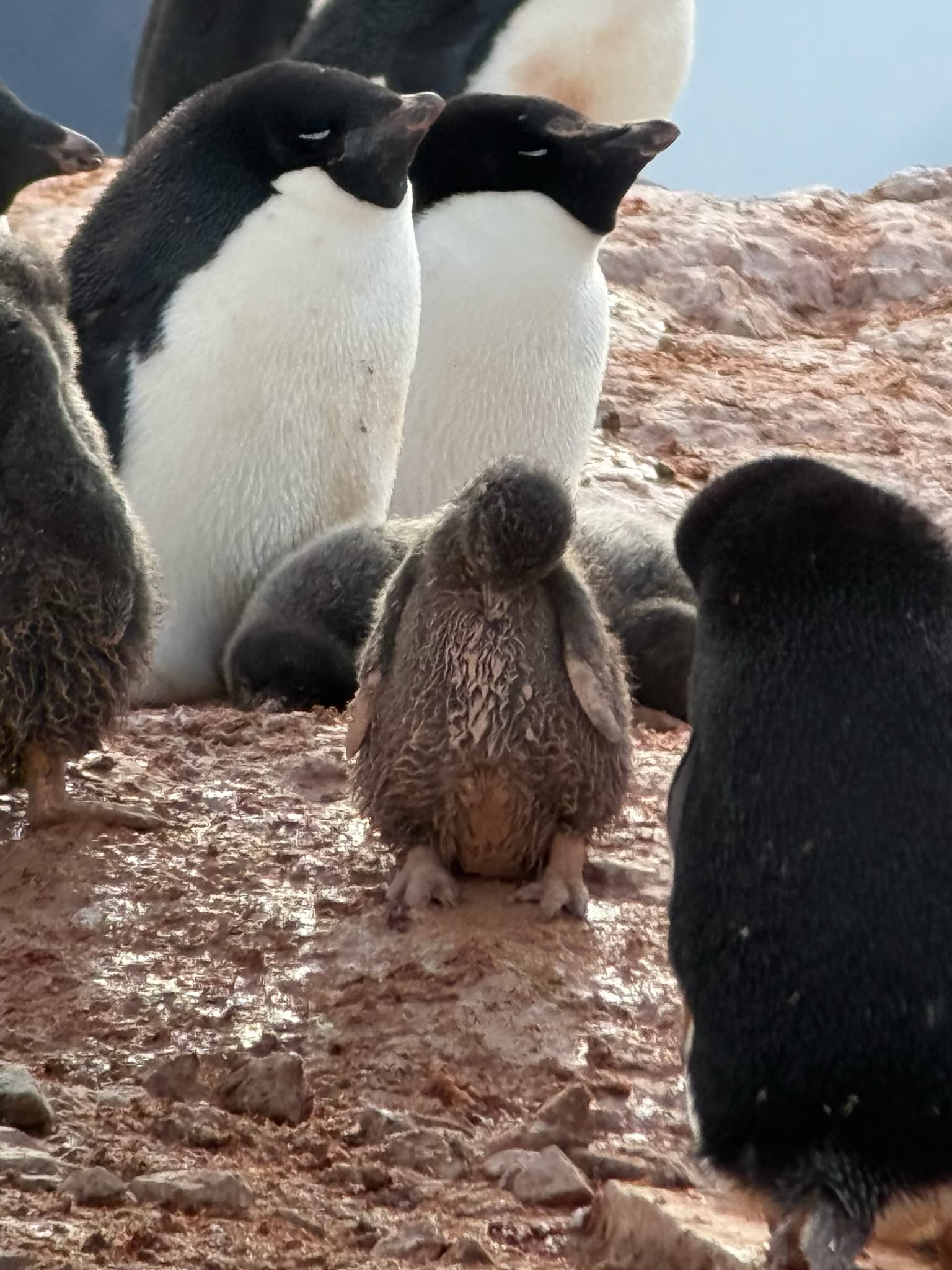 Adélie Penguin