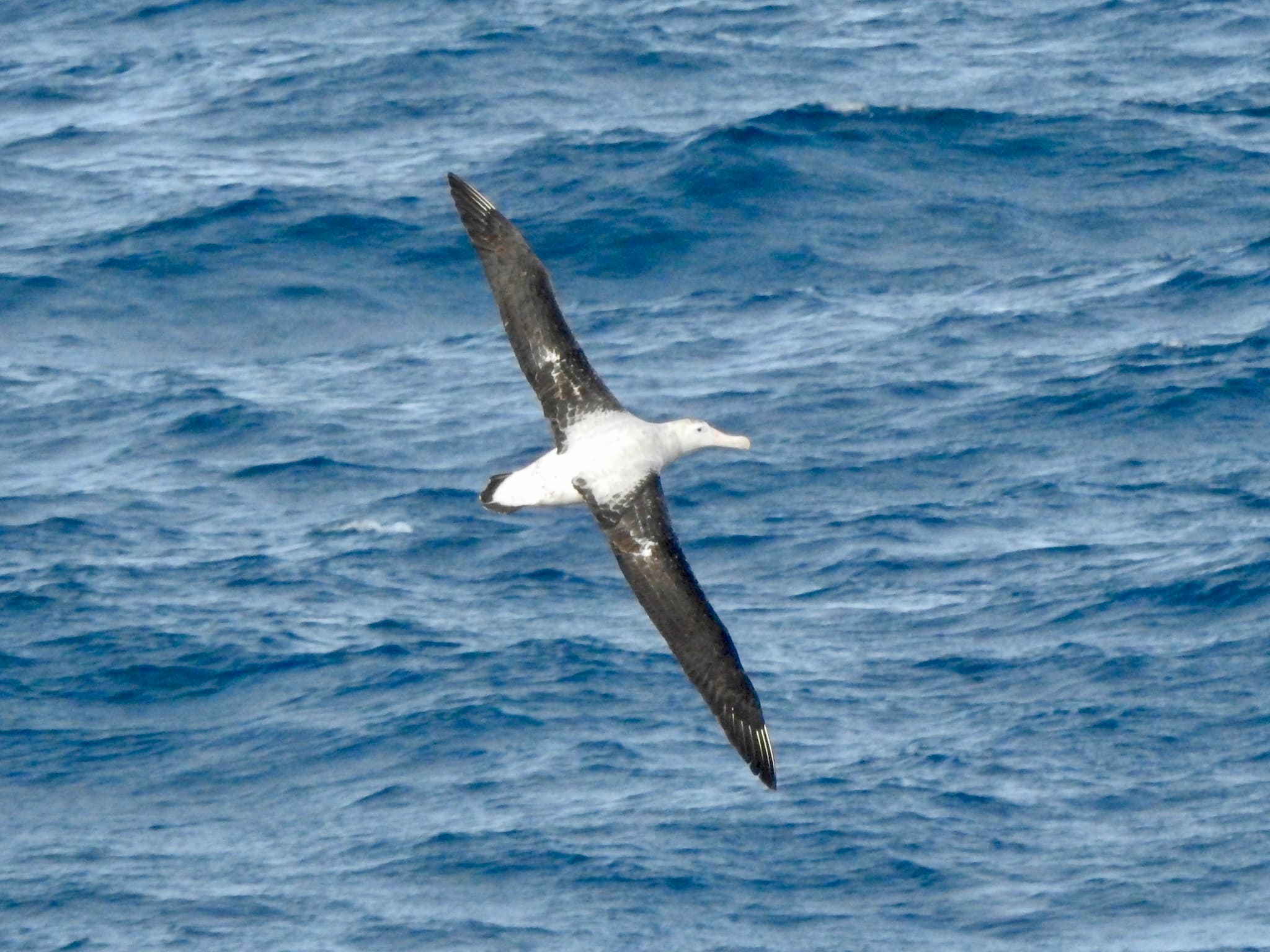 Wandering Albatross