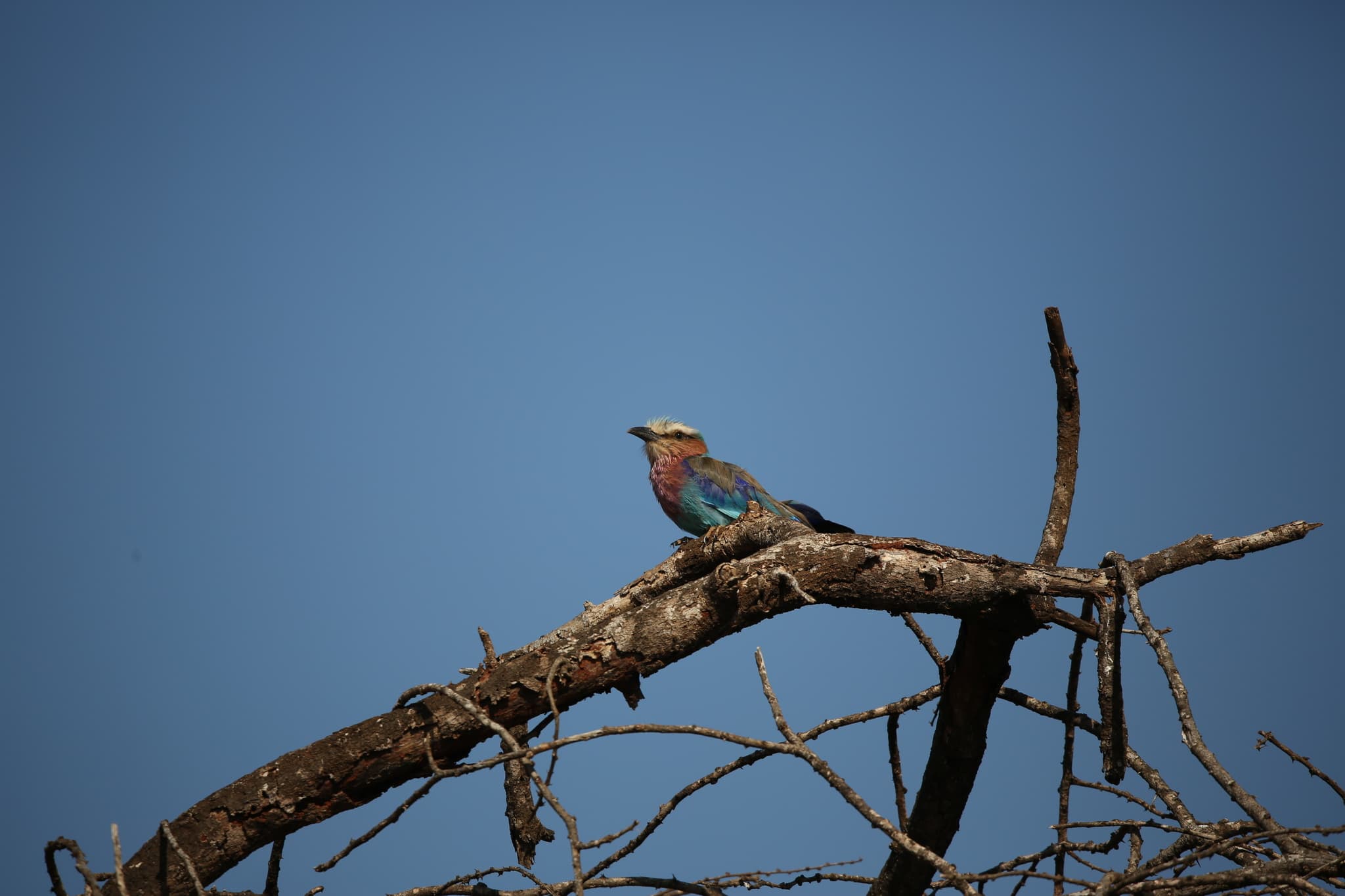 Lilac-breasted Roller