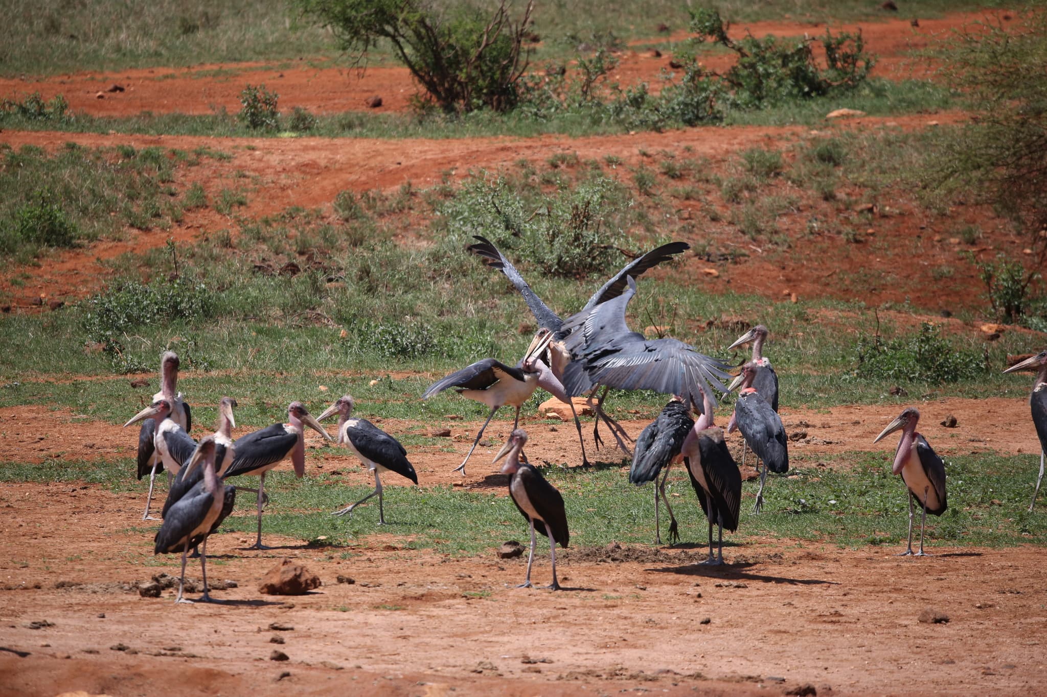 Marabou Stork