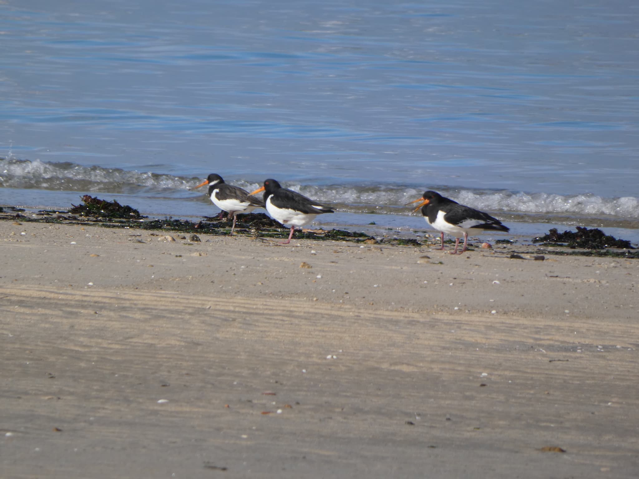 Eurasian Oystercatcher