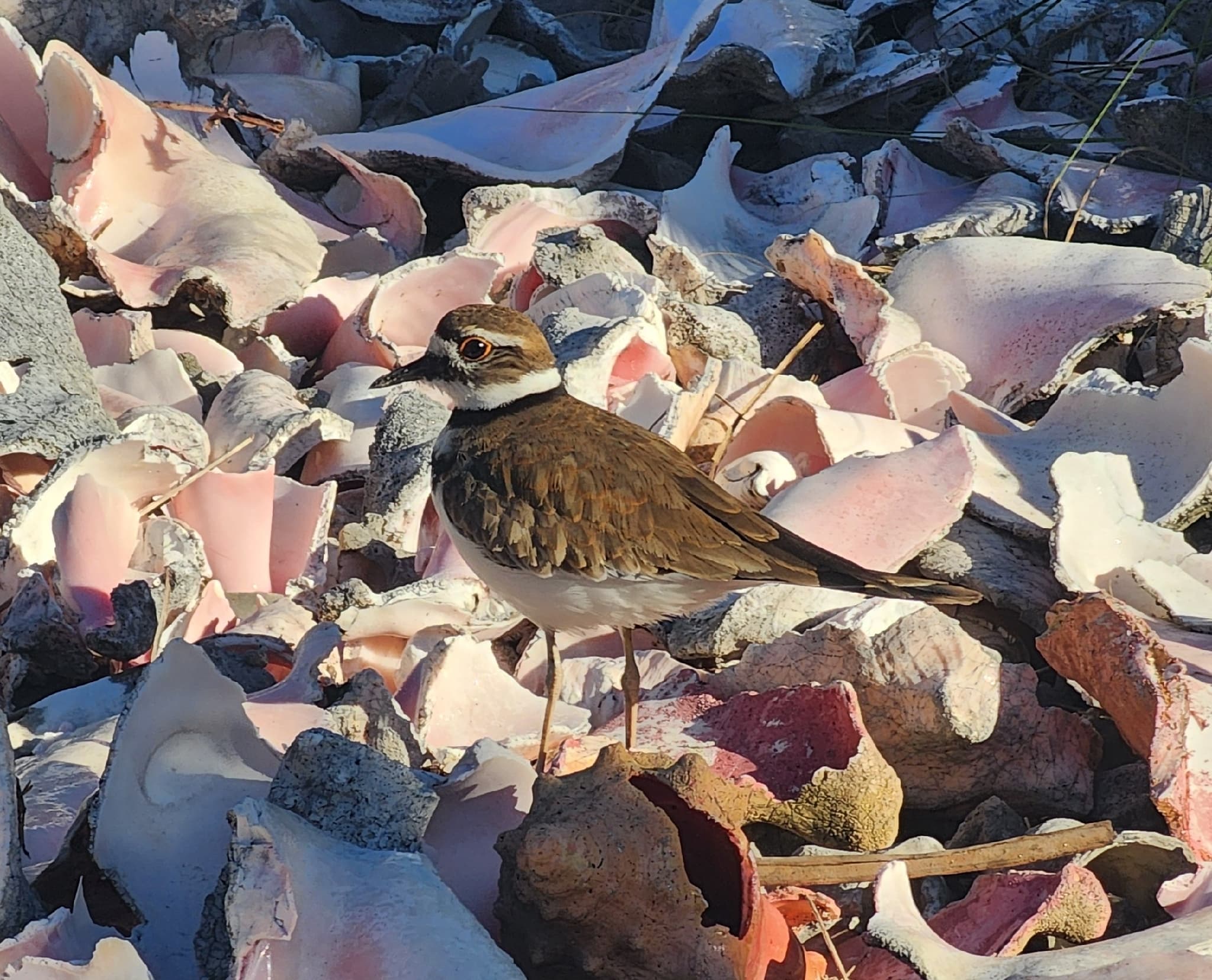 Killdeer