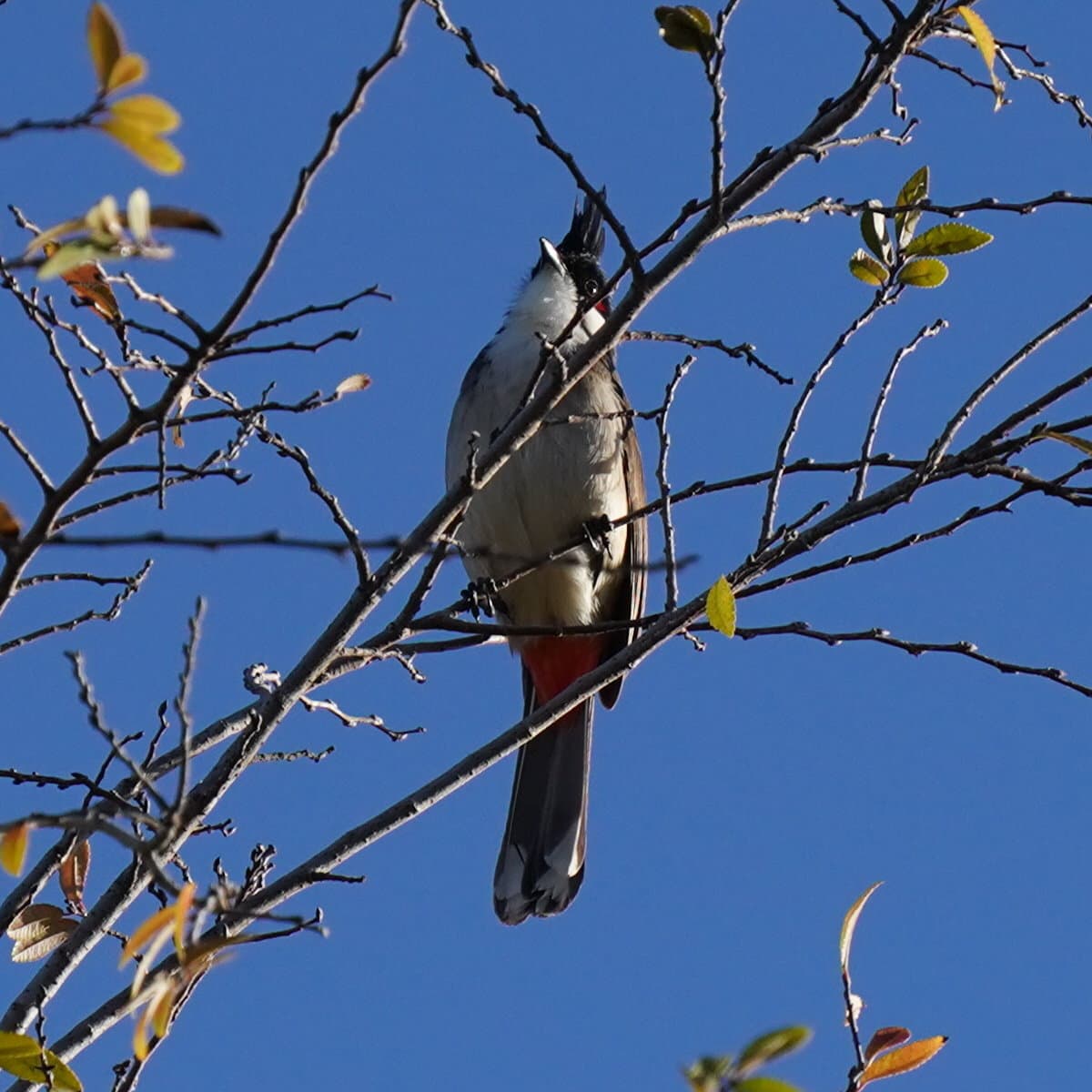 Red-whiskered Bulbul