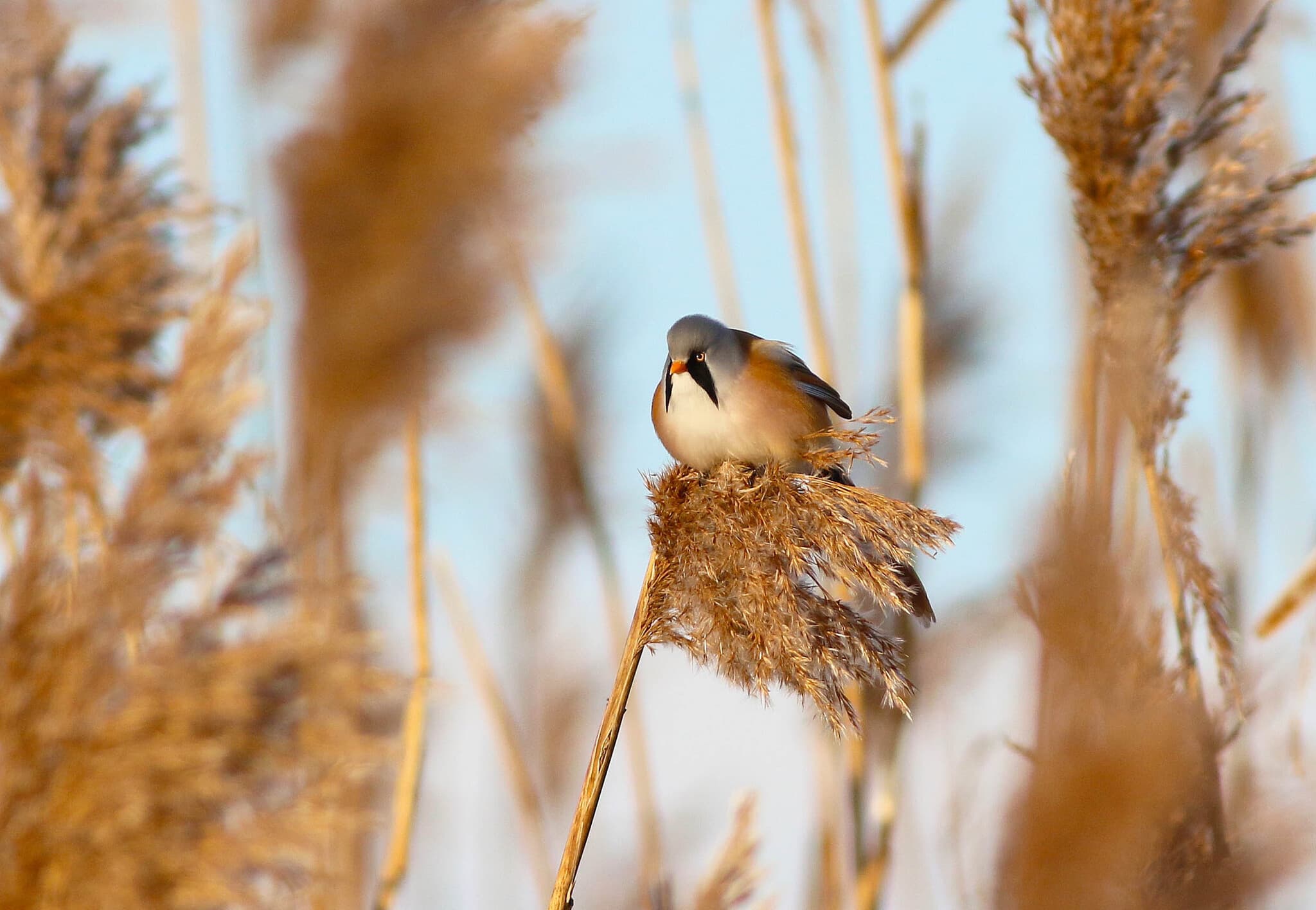 Bearded Reedling