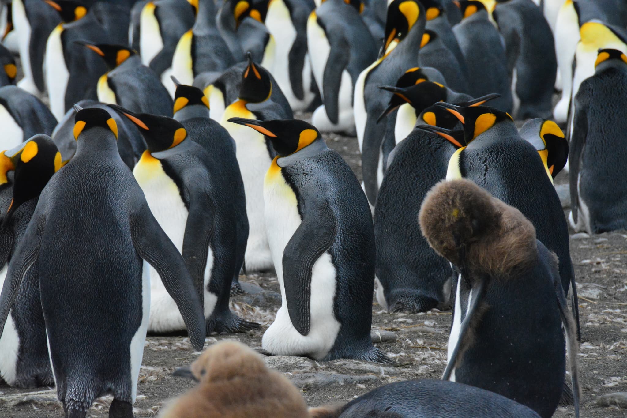 King Penguin